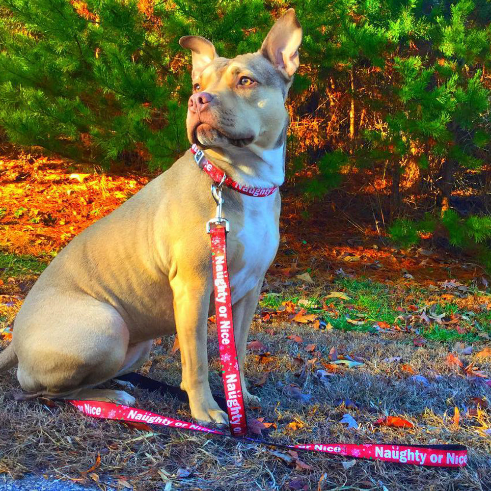 Buckle-Down Christmas Naughty Or Nice/Snowflakes Reds/White/Green Seatbelt Buckle Dog Collar