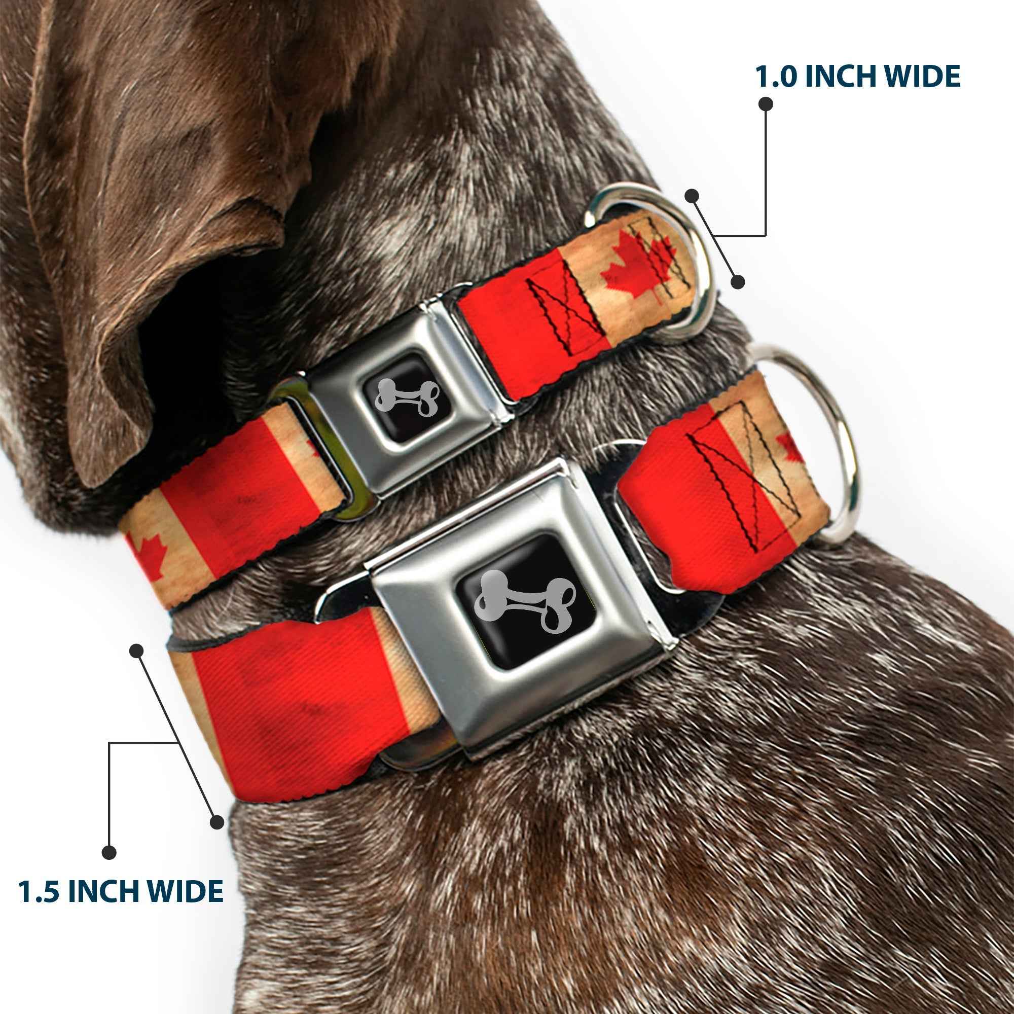 Buckle-Down Dog Bone Black/Silver Seatbelt Buckle Dog Collar - Canada Flag Continuous Vintage