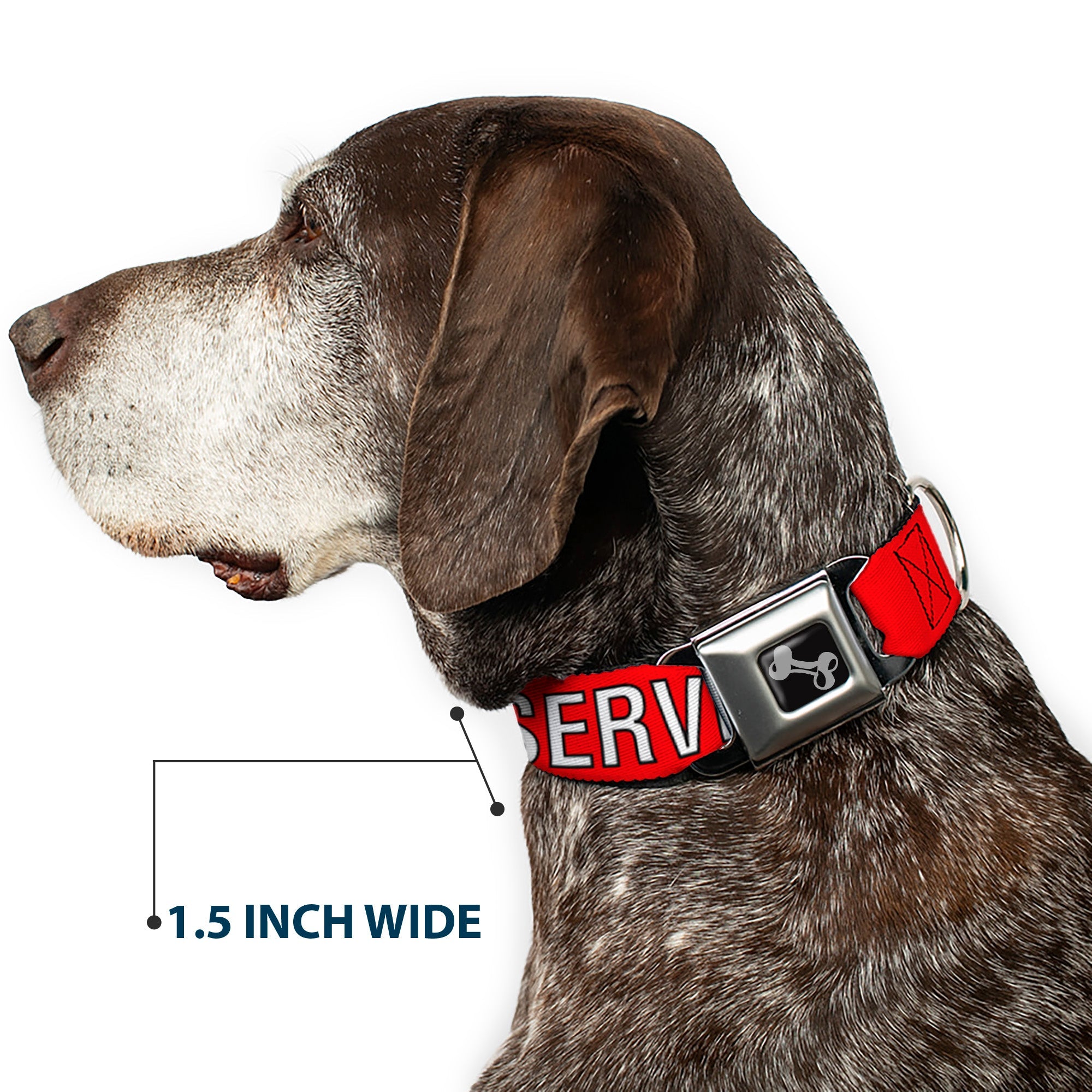 Buckle-Down Dog Bone Black/Silver Seatbelt Buckle Dog Collar - Service Dog Red/Black/White