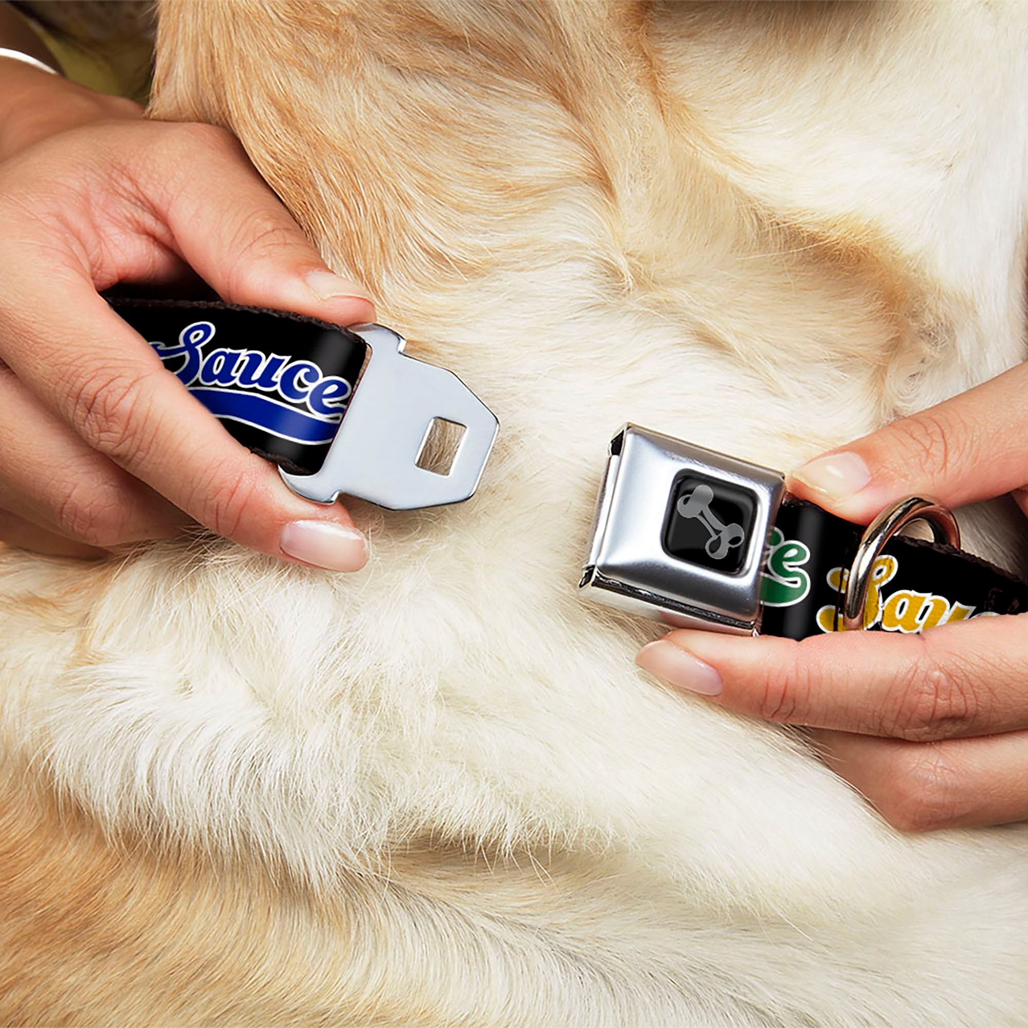 Buckle-Down Dog Bone Black/Silver Seatbelt Buckle Dog Collar - Sauce Baseball Script Black/Multicolor