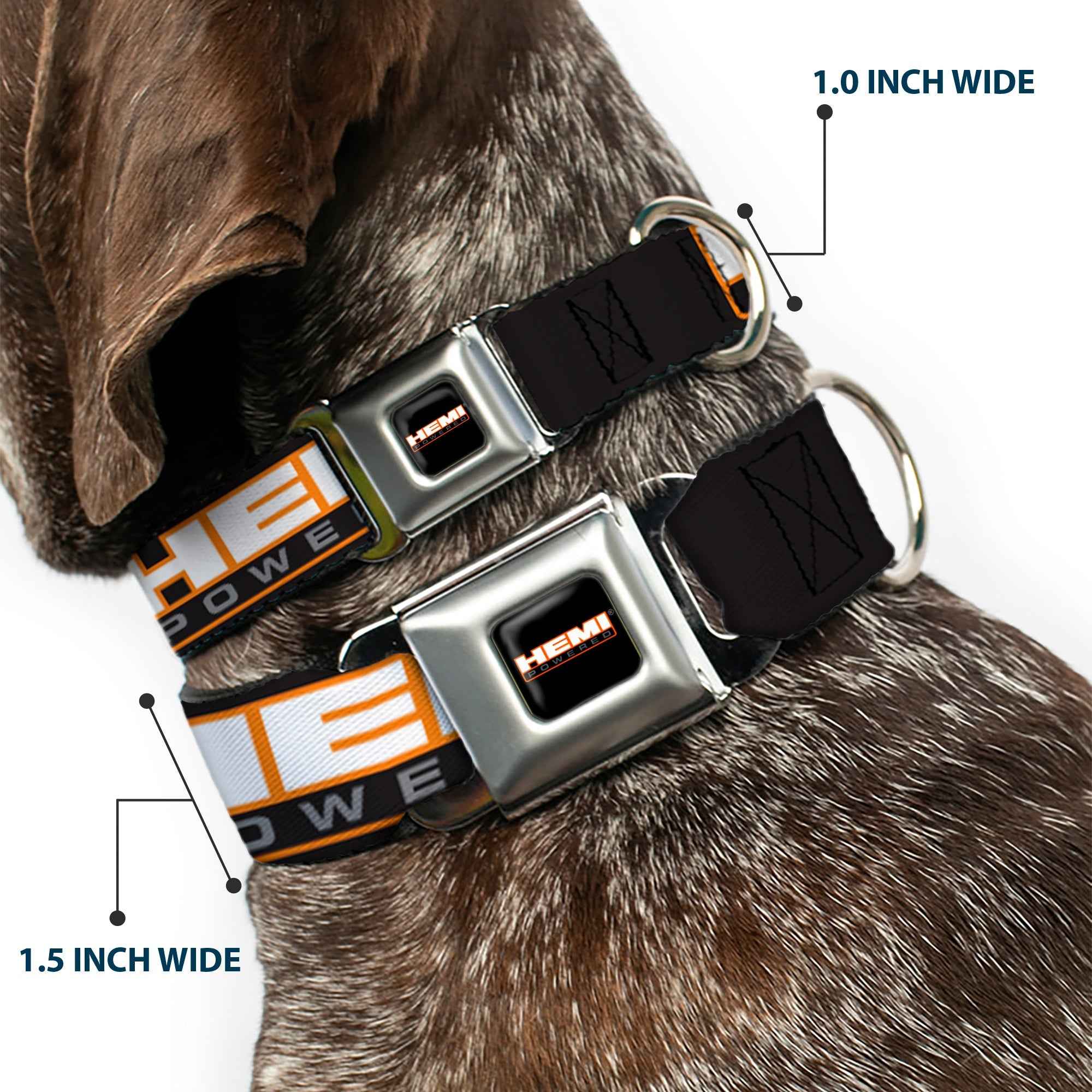 Buckle-Down Hemi Powered Logo Full Color Black/Orange/White/Gray Seatbelt Buckle Dog Collar - Hemi Powered Logo Repeat Black/Orange/White/Gray