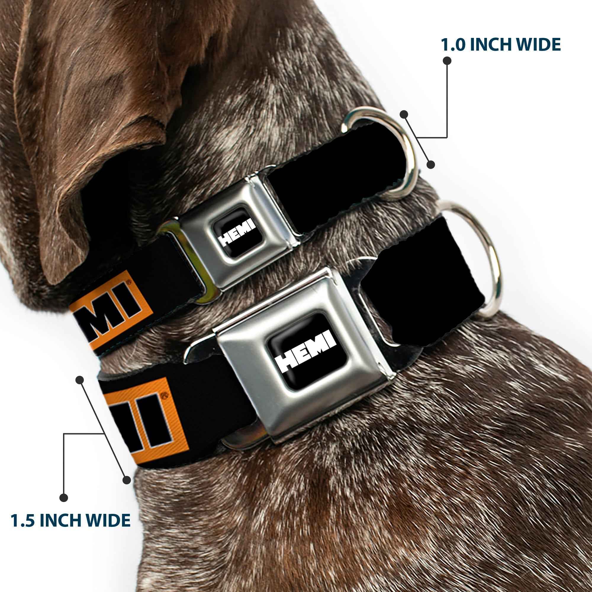 Buckle-Down Hemi Bold Full Color Black/Orange/White/Black Seatbelt Buckle Dog Collar - Hemi Bold Black/Orange/White/Black