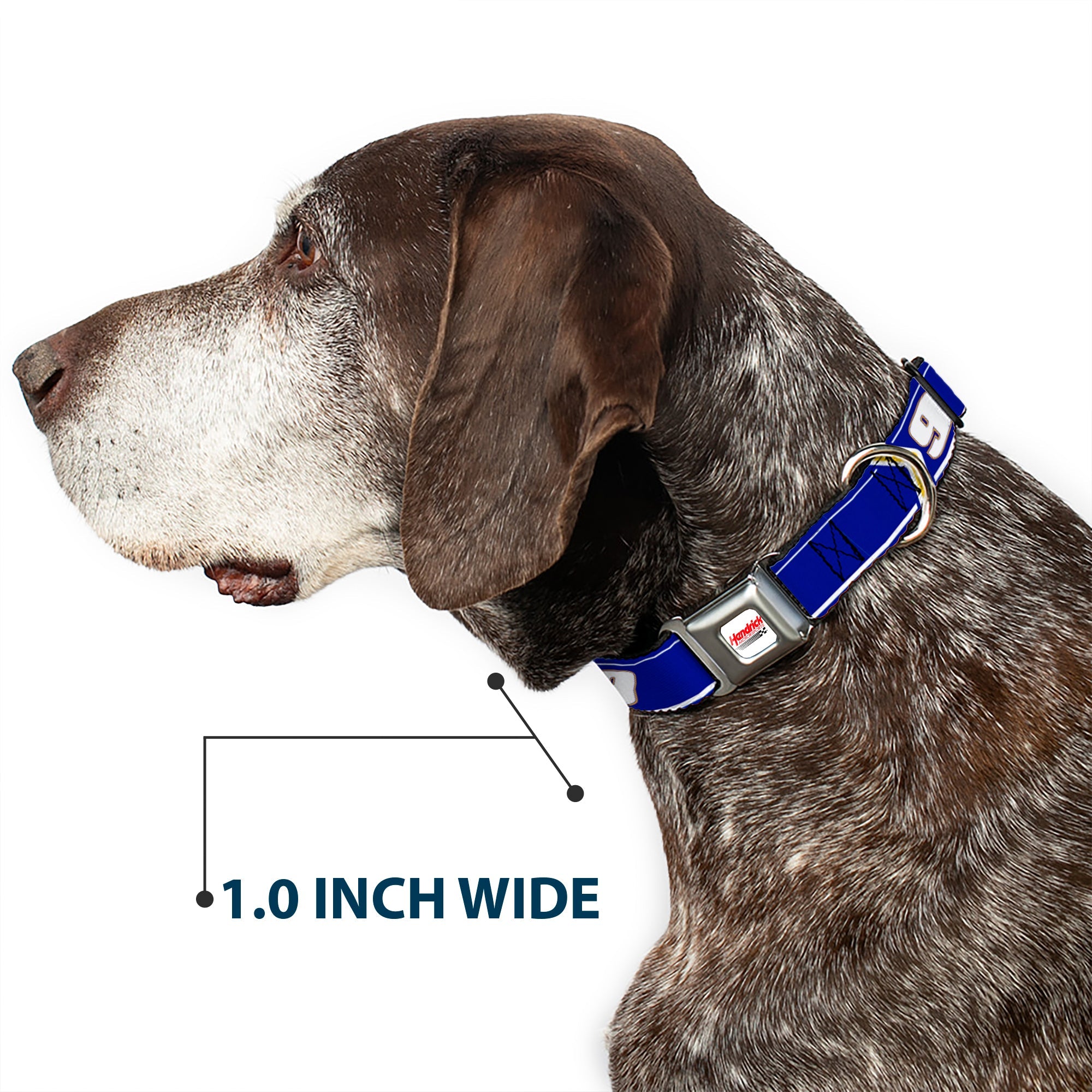Buckle-Down Hendrick Motorsports Checker Logo Full Color Red/White Seatbelt Buckle Dog Collar - Chase Elliott #9 Car Scheme Blue/Yellow/White