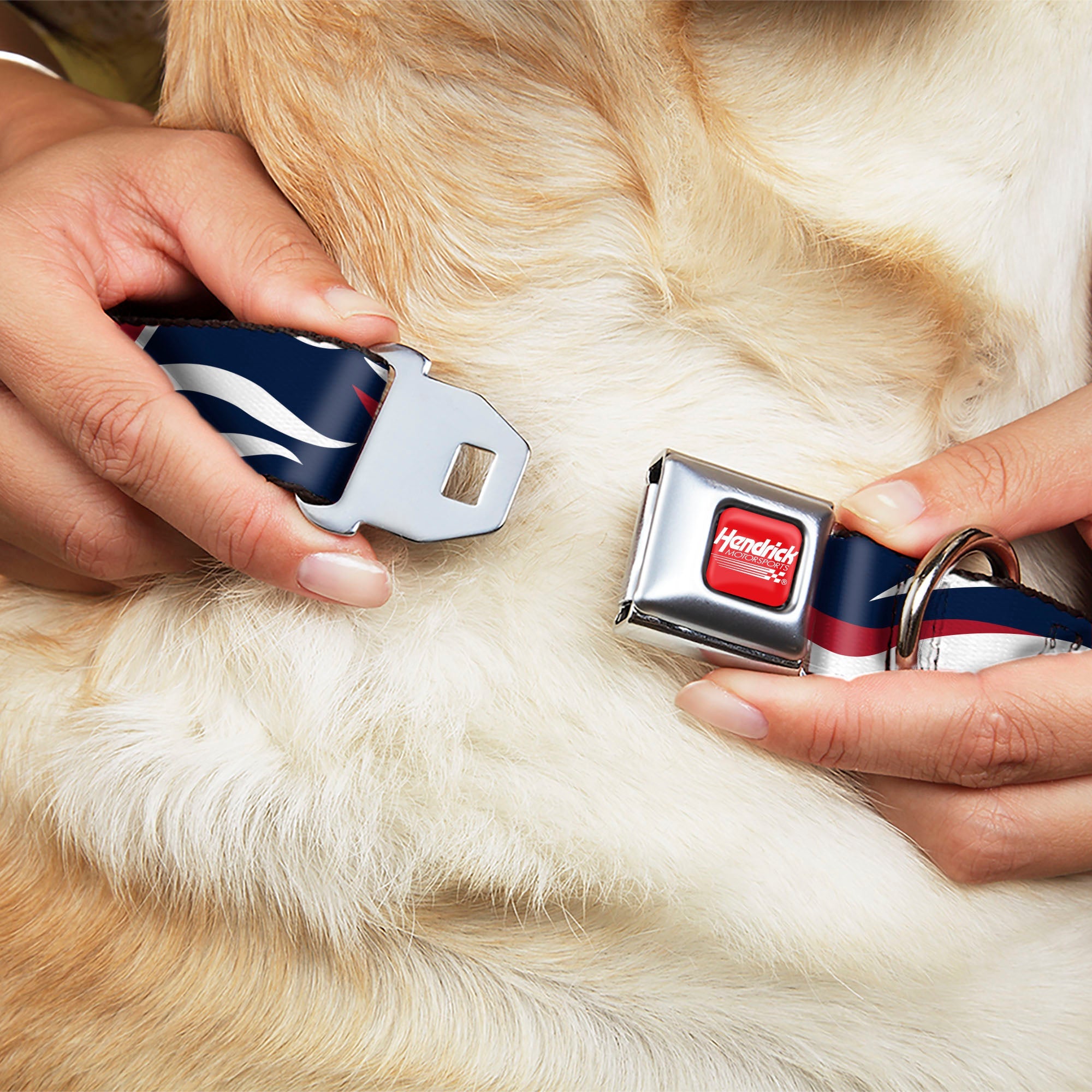 Buckle-Down Hendrick Motorsports Checker Logo Full Color Red/White Seatbelt Buckle Dog Collar - William Byron #24 Car Scheme White/Red/Blue
