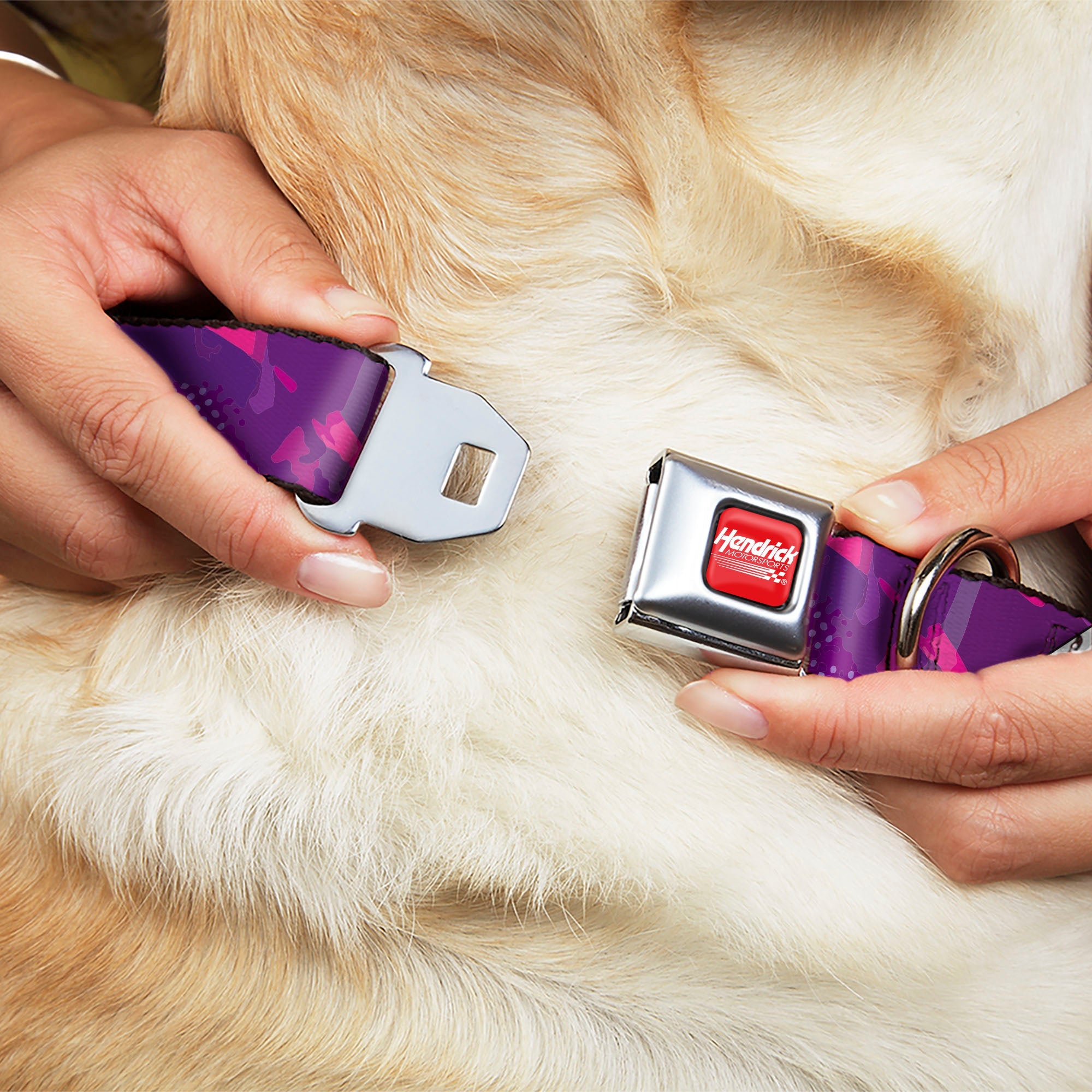 Buckle-Down Hendrick Motorsports Checker Logo Full Color Red/White Seatbelt Buckle Dog Collar - Alex Bowman #48 Car Scheme Purples/Pinks/White