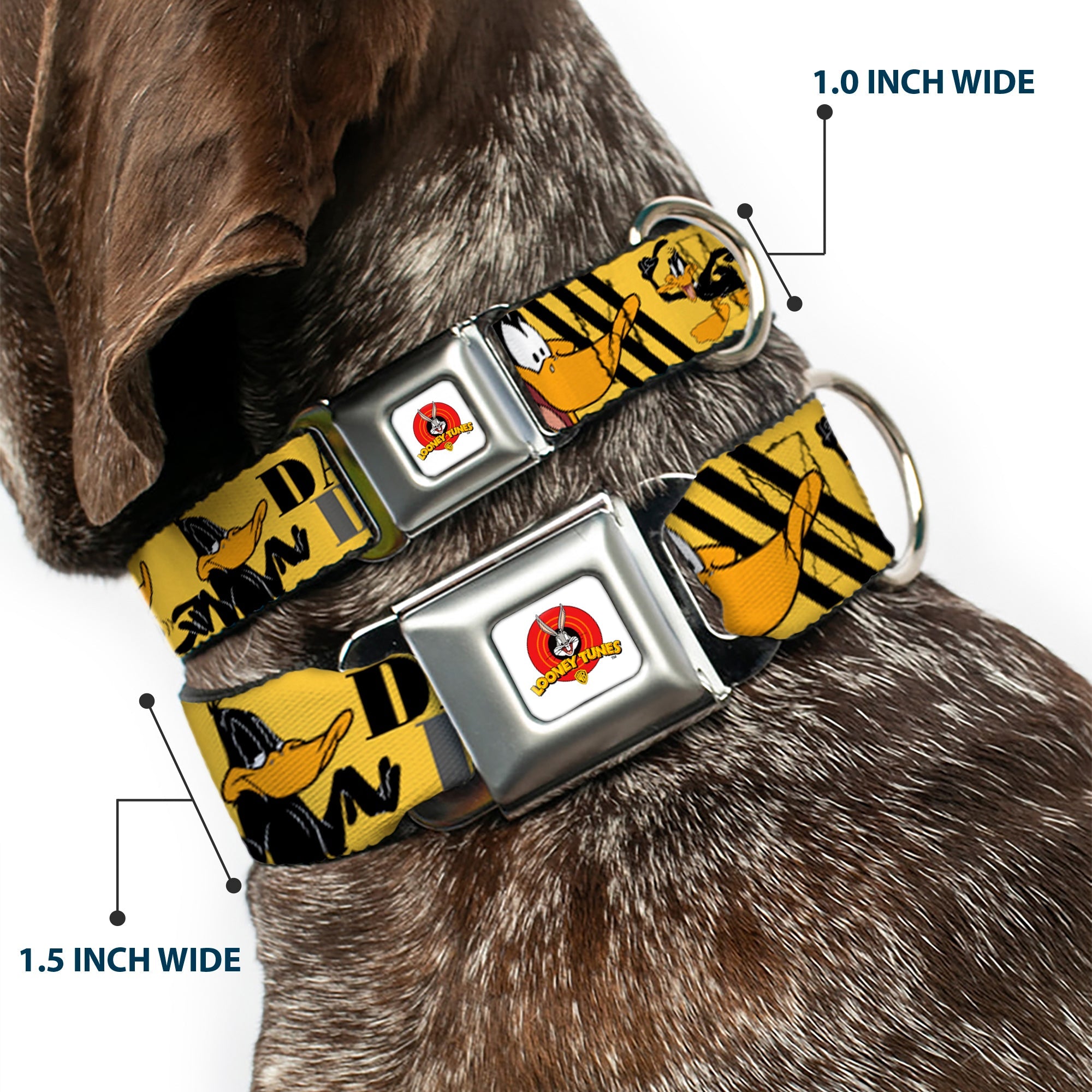 Looney Tunes Logo Full Color White Seatbelt Buckle Collar - DAFFY DUCK w/Poses Yellow/Black