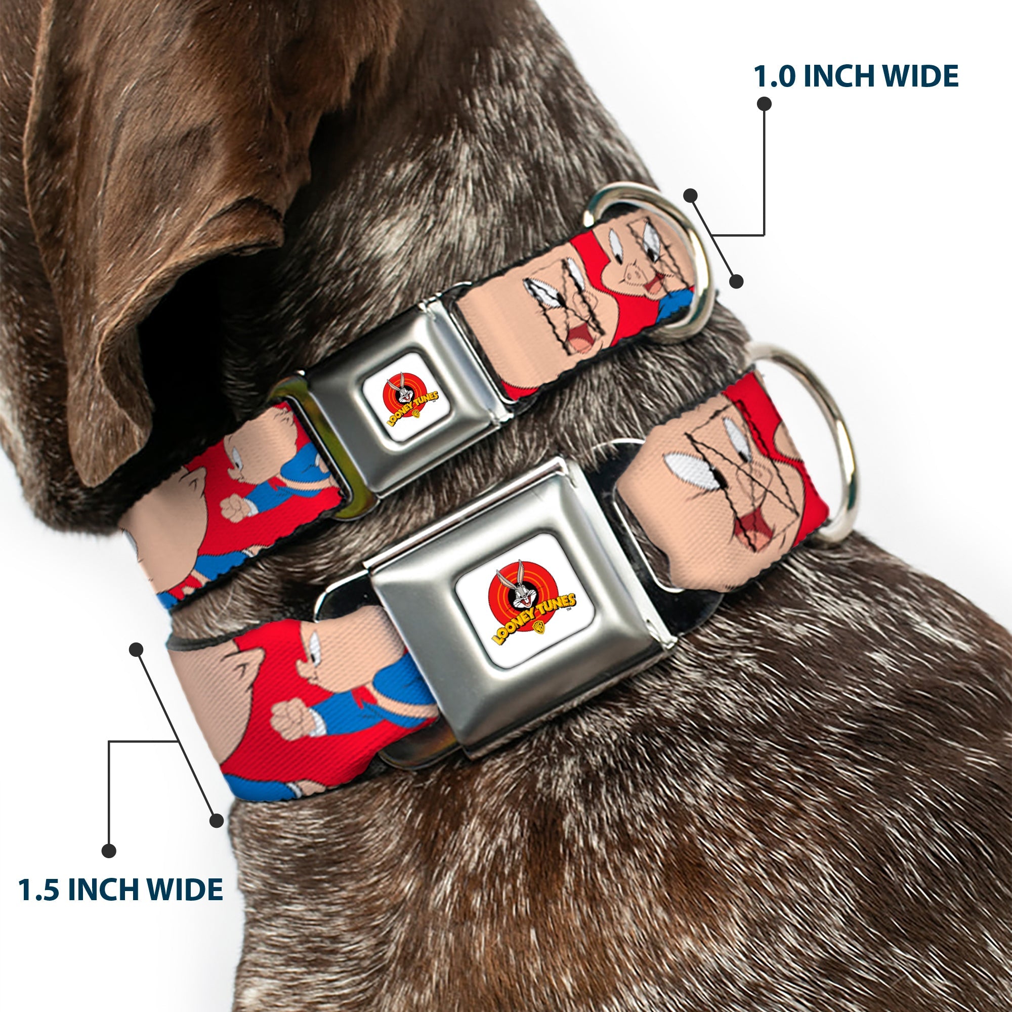 Looney Tunes Logo Full Color White Seatbelt Buckle Collar - Porky Pig Expressions Red