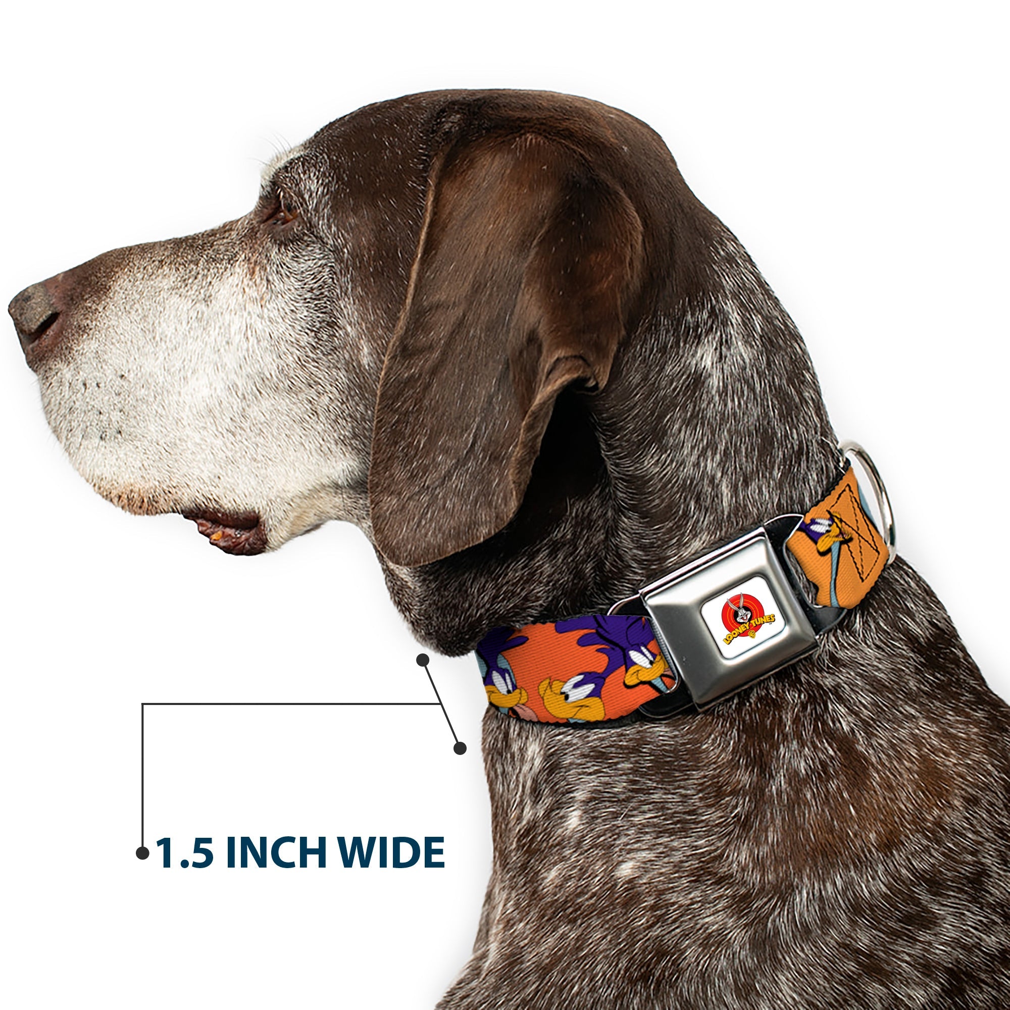 Looney Tunes Logo White Seatbelt Buckle Collar - ROAD RUNNER w/Road Runner Poses Orange