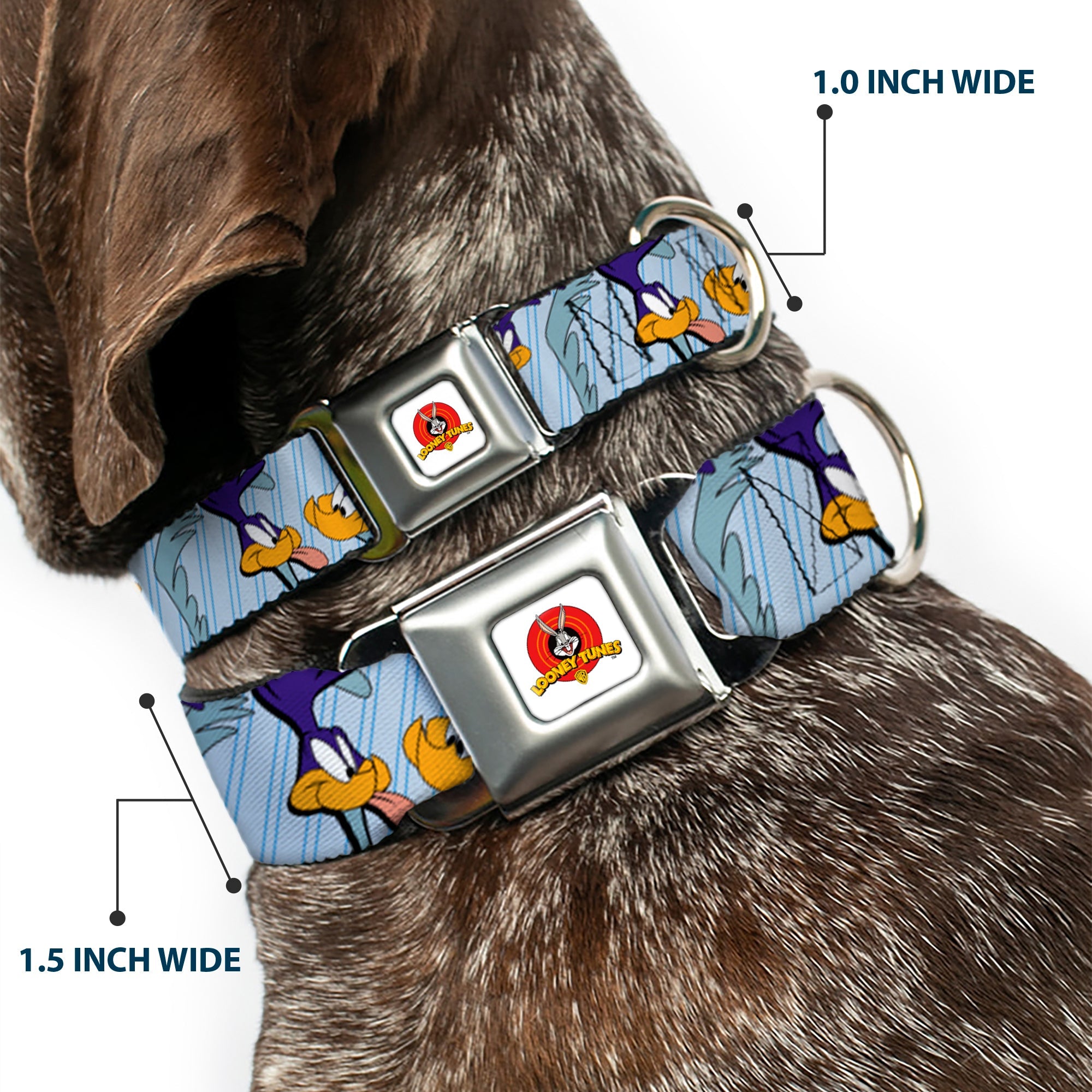 Looney Tunes Logo White Seatbelt Buckle Collar - MEEP MEEP!! w/Road Runner Poses Baby Blue