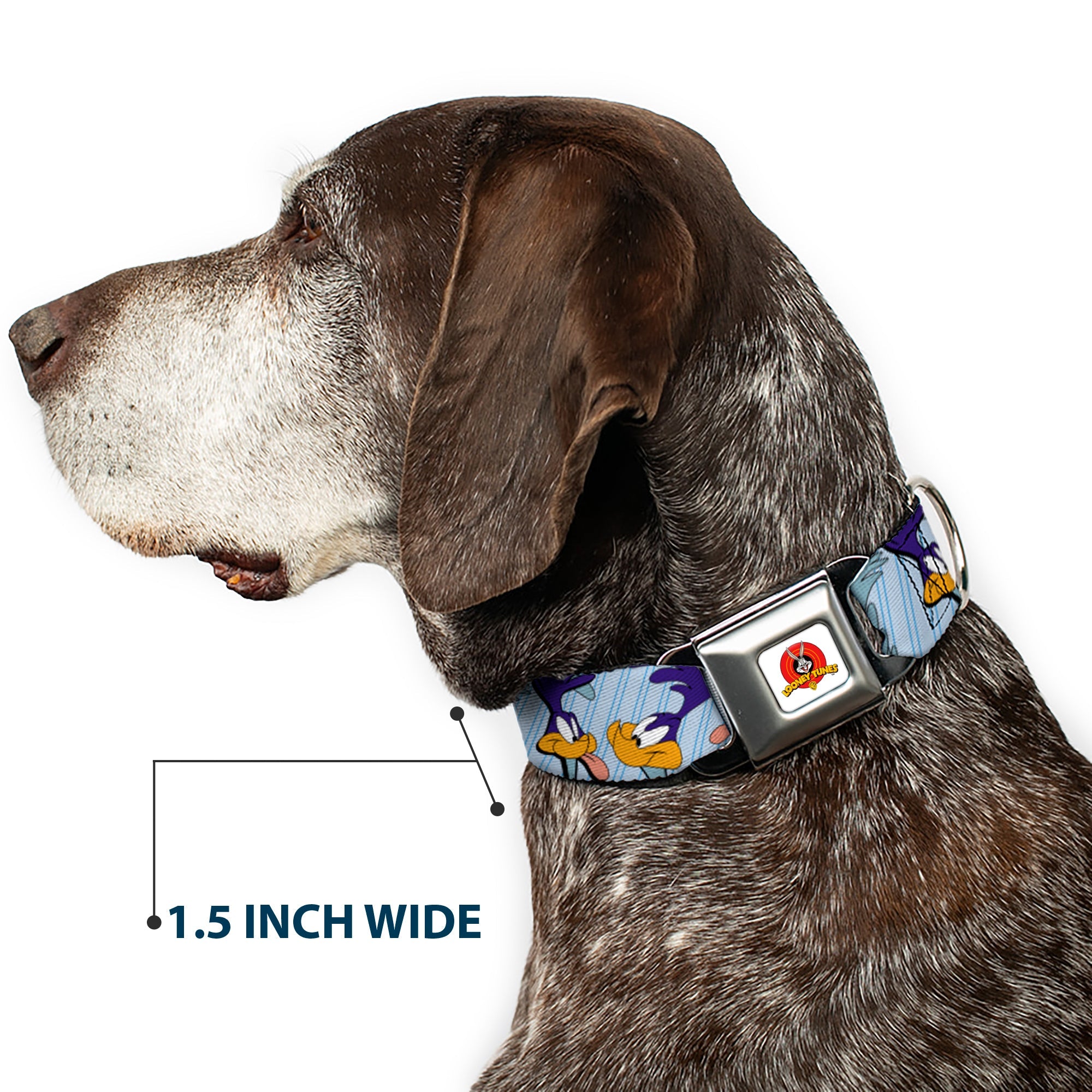Looney Tunes Logo White Seatbelt Buckle Collar - MEEP MEEP!! w/Road Runner Poses Baby Blue