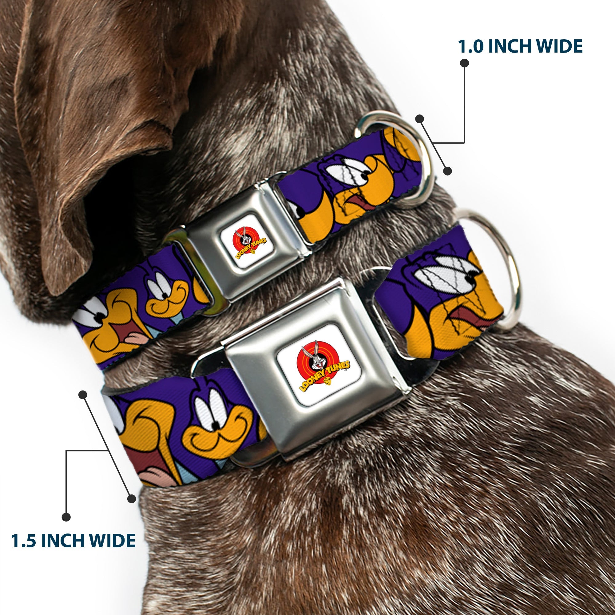 Looney Tunes Logo White Seatbelt Buckle Collar - Road Runner Expressions Royal