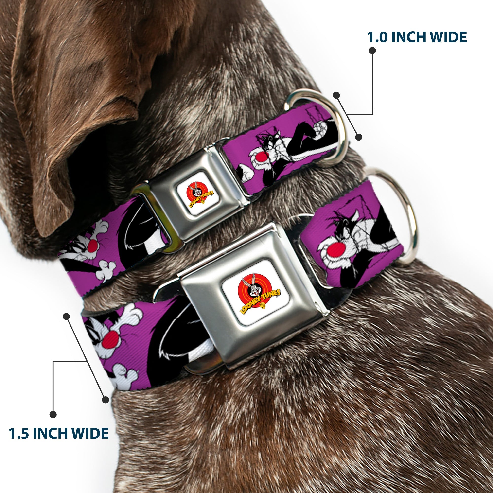 Looney Tunes Logo Full Color White Seatbelt Buckle Collar - Sylvester the Cat Poses Purple