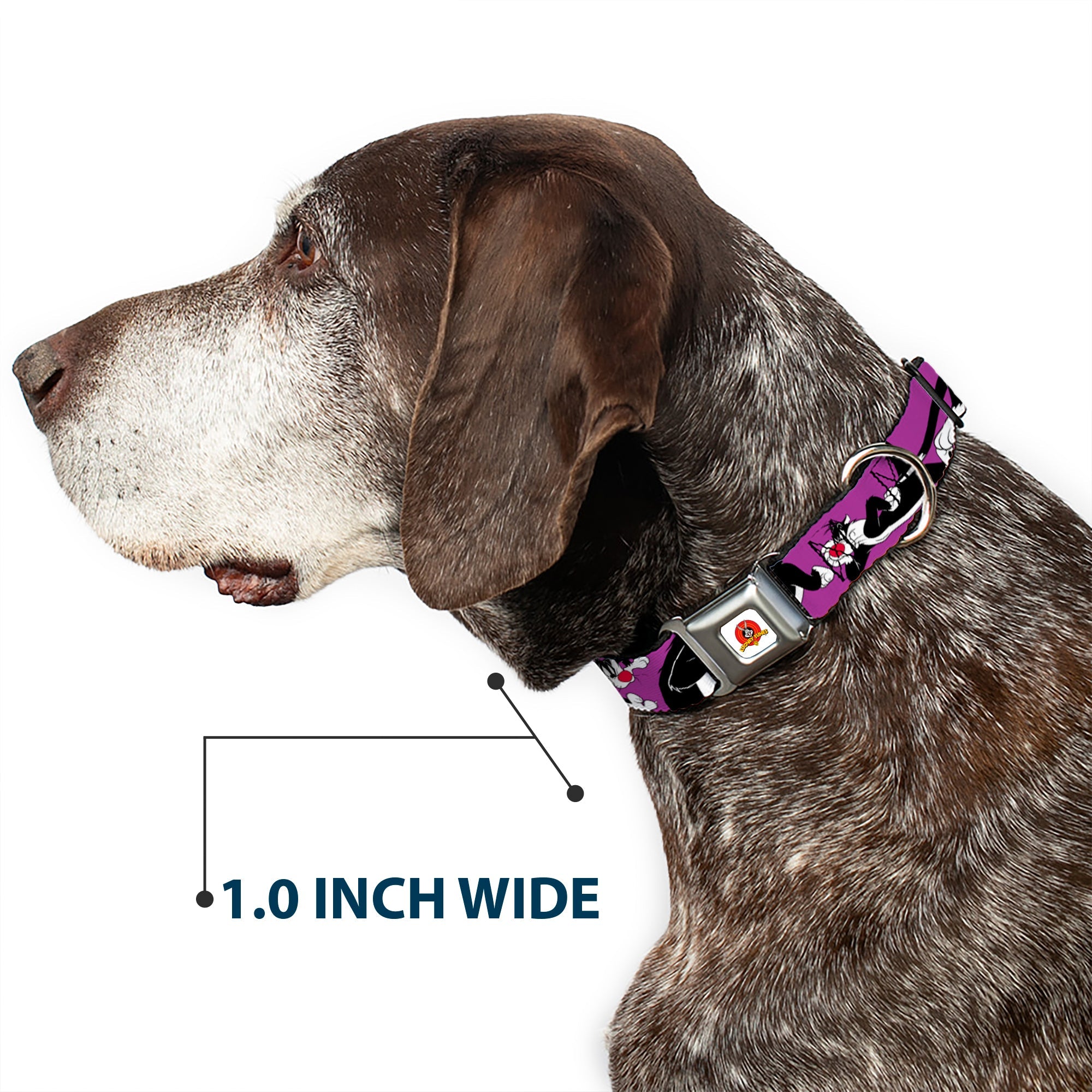Looney Tunes Logo Full Color White Seatbelt Buckle Collar - Sylvester the Cat Poses Purple
