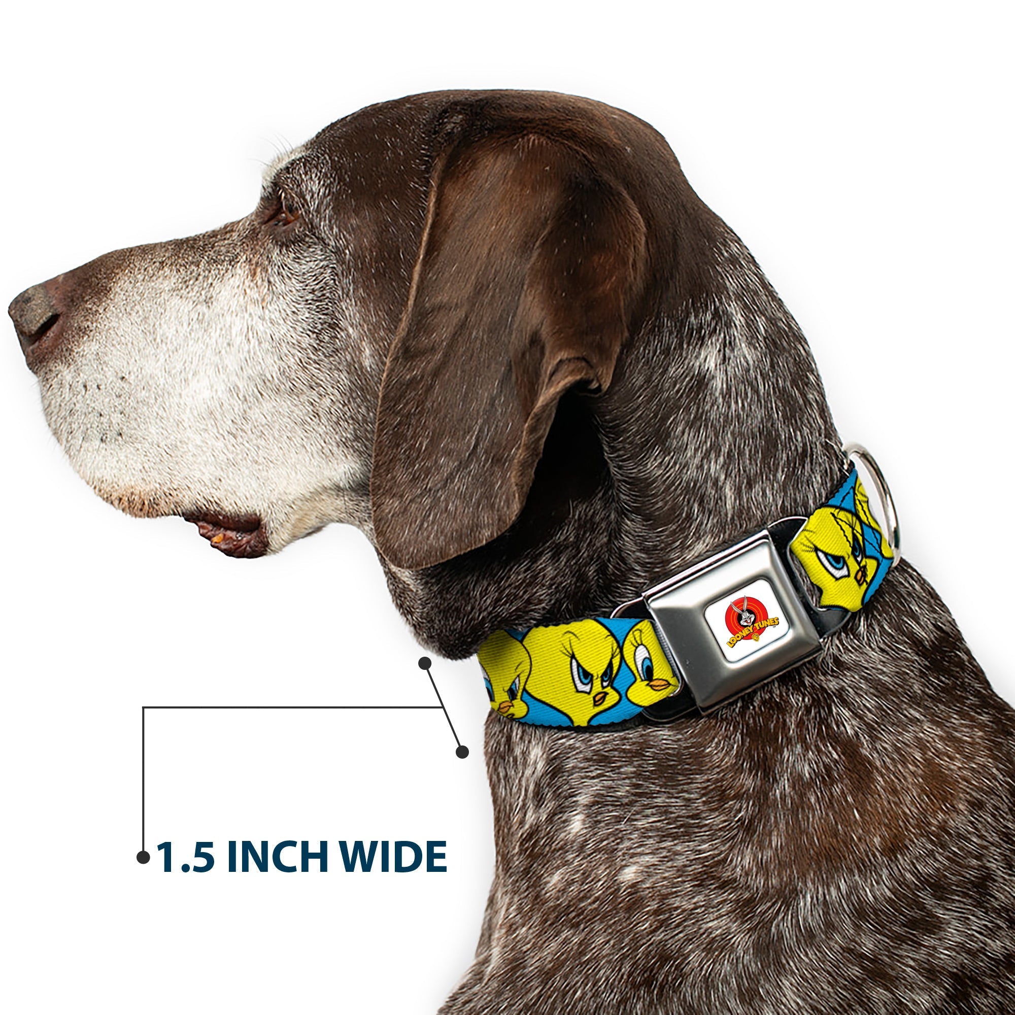 Looney Tunes Logo Full Color White Seatbelt Buckle Collar - Tweety Bird CLOSE-UP Expressions Baby Blue