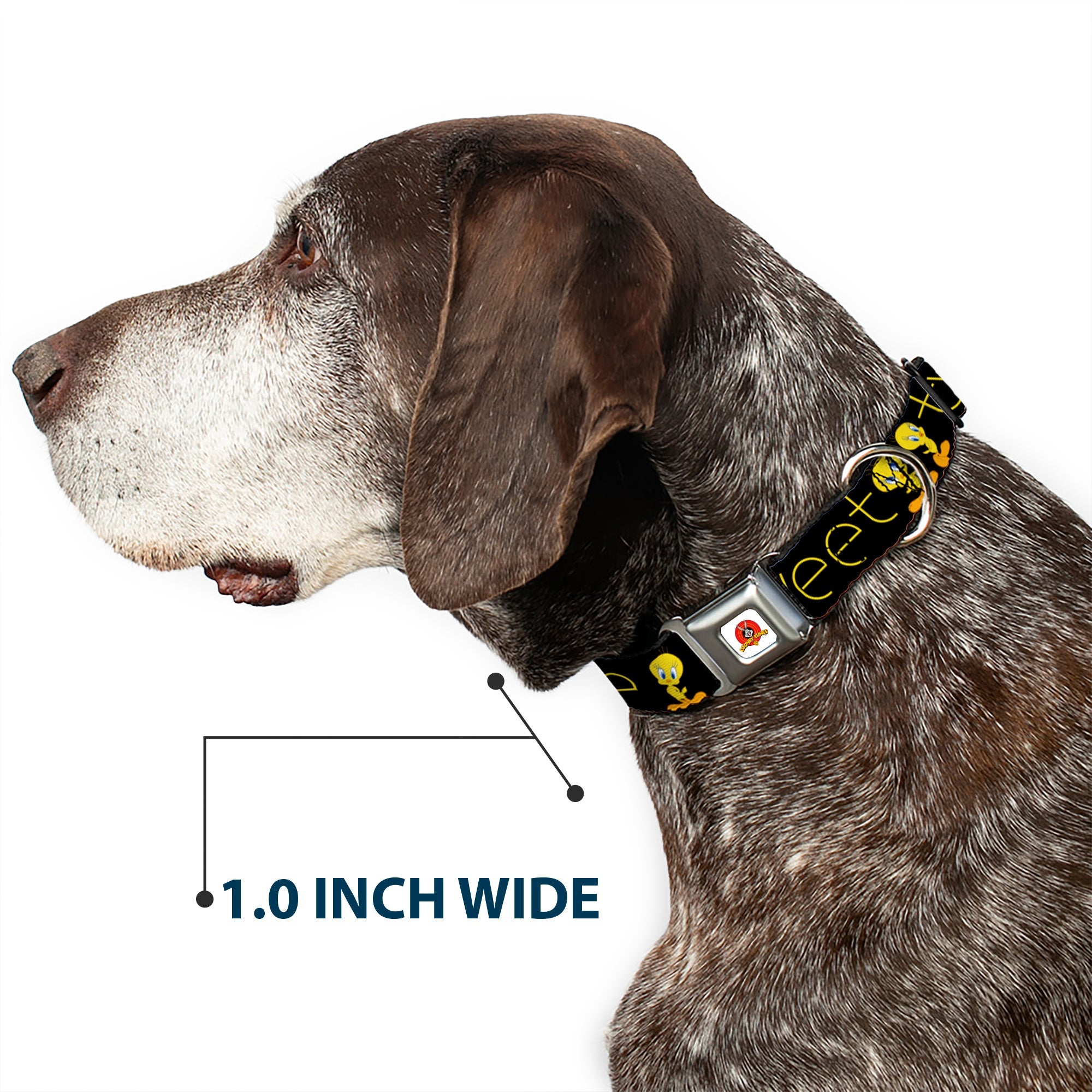 Looney Tunes Logo Full Color White Seatbelt Buckle Collar - Tweety Bird Poses CUTE AND SWEET Black/Yellow