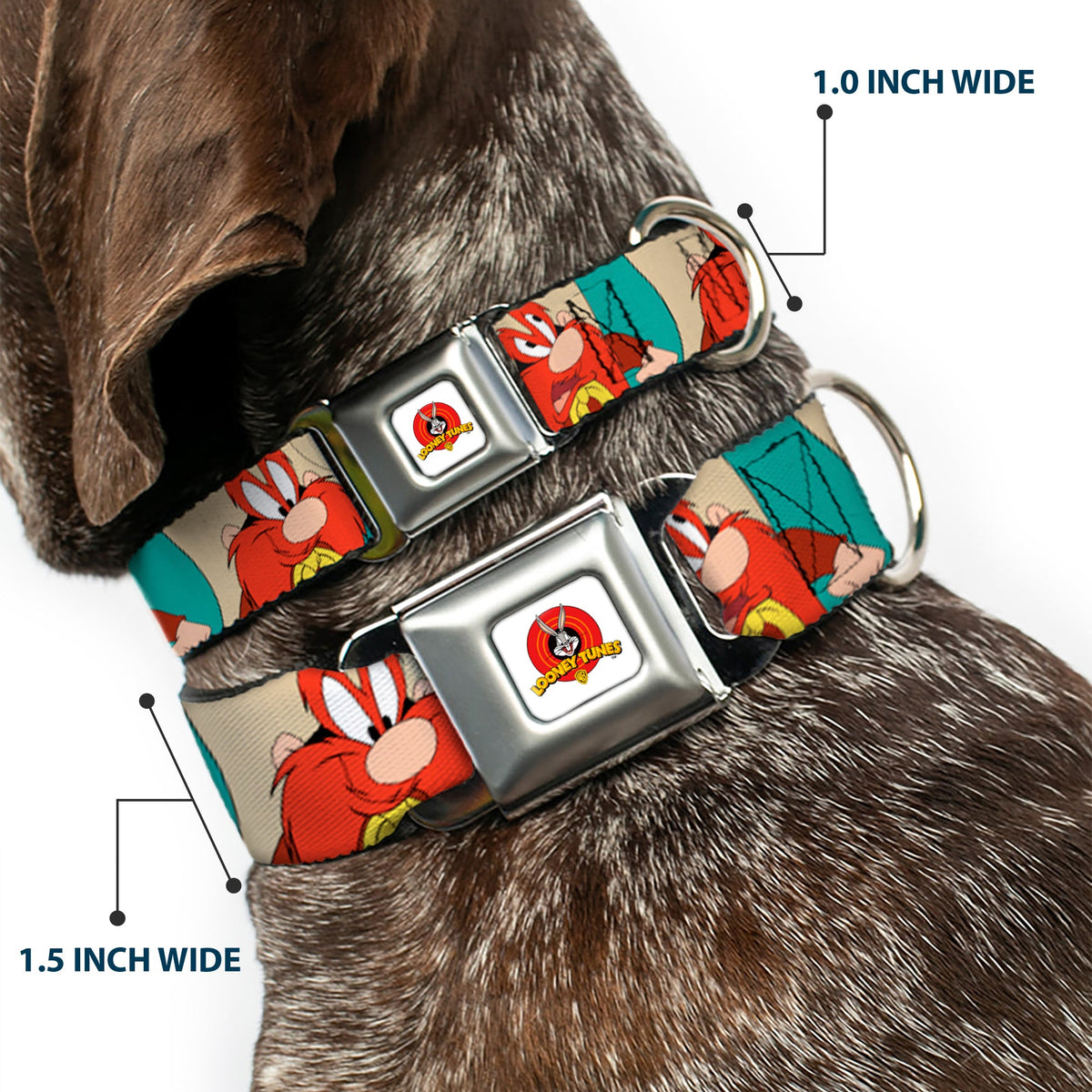 Looney Tunes Logo Full Color White Seatbelt Buckle Collar - Yosemite Sam Poses Turquoise