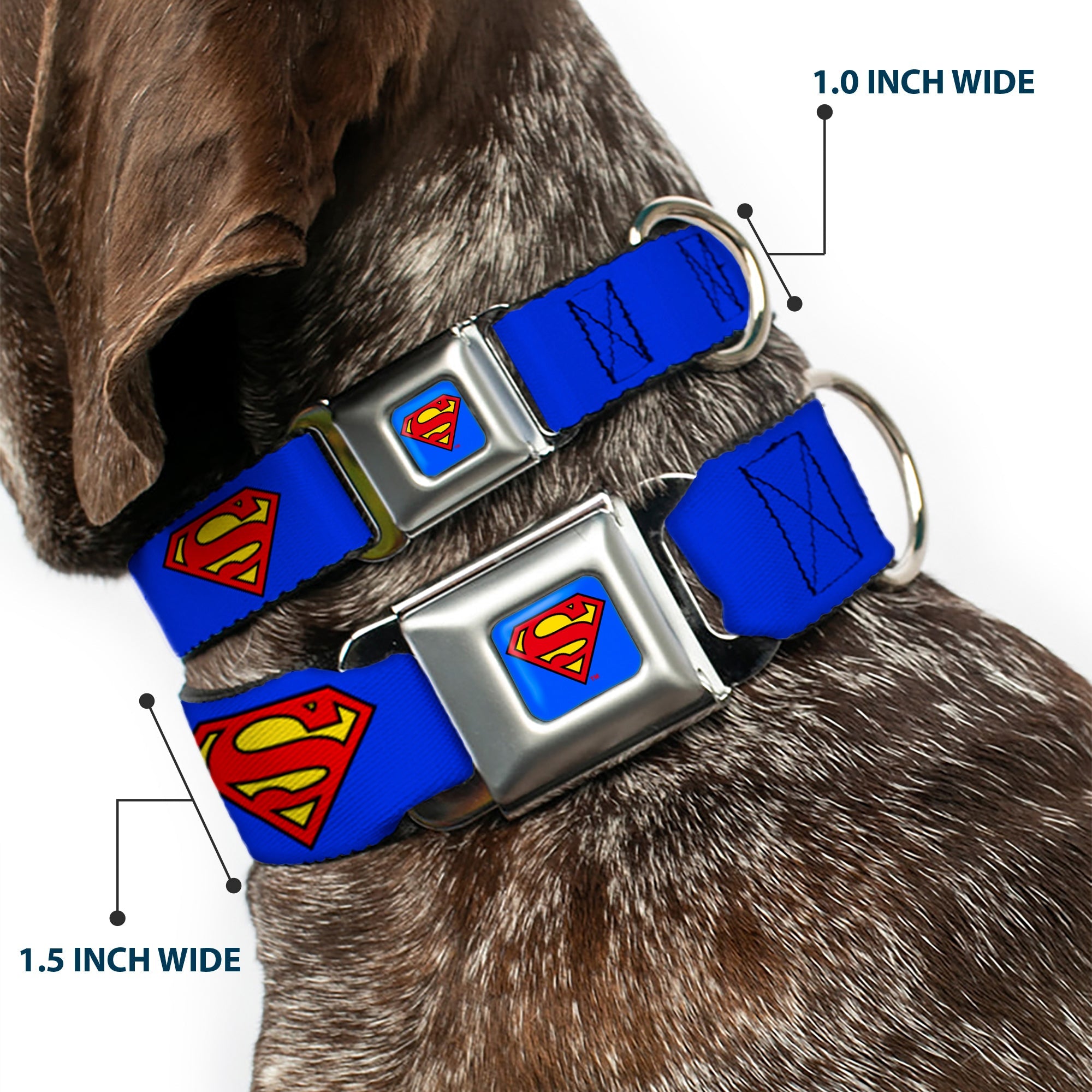 Superman Full Color Blue Seatbelt Buckle Collar - Superman Shield Blue