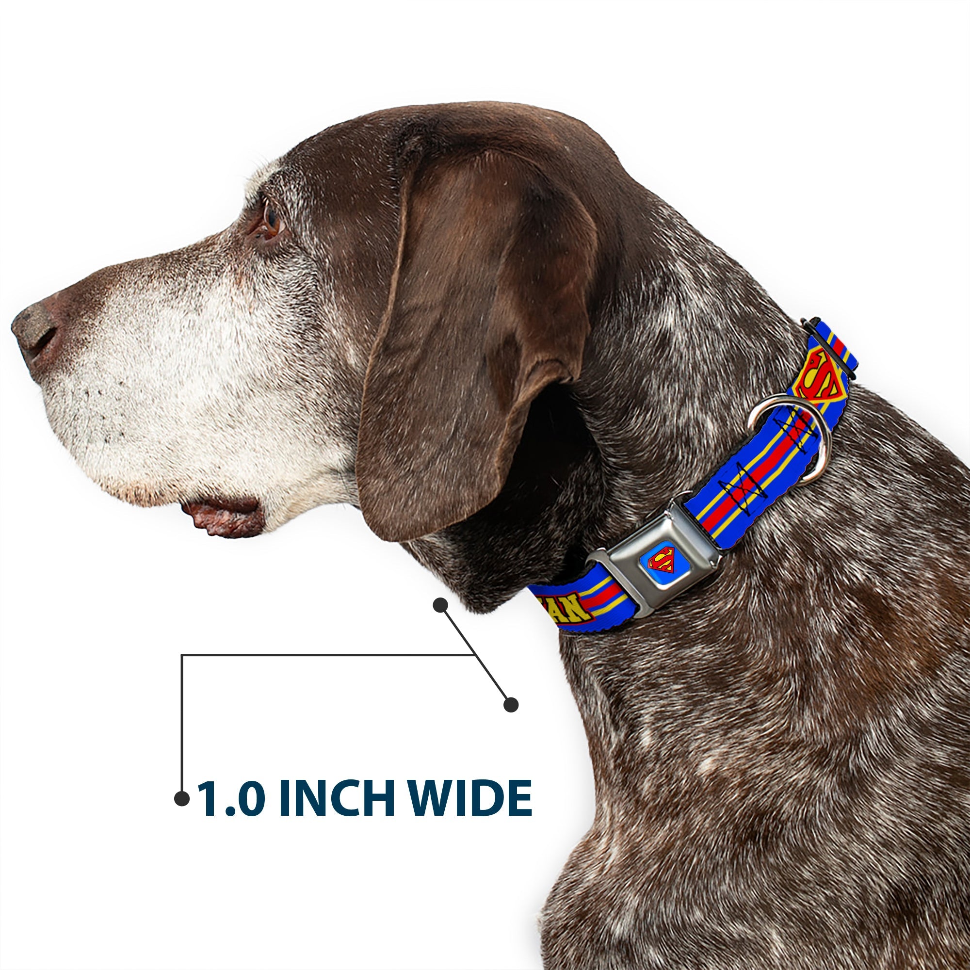 Superman Full Color Blue Seatbelt Buckle Collar - SUPERMAN/Shield Stripe Blue/Yellow/Red