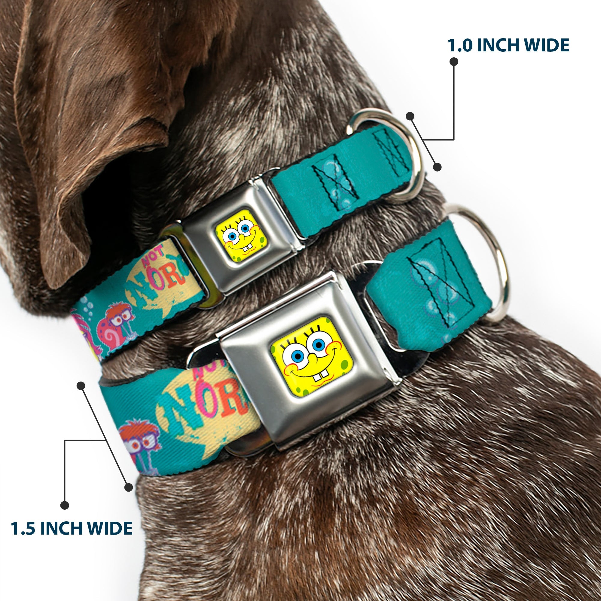 Sponge Bob Face CLOSE-UP Full Color Seatbelt Buckle Collar - Patrick, SpongeBob & Gary NOT NORMAL Aqua