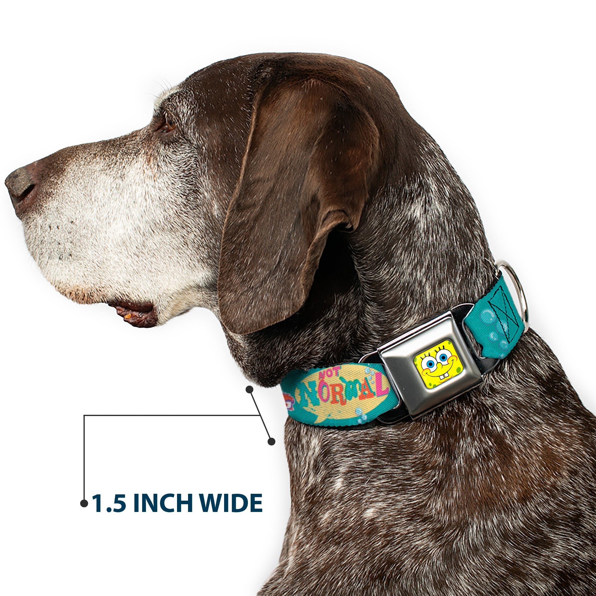Sponge Bob Face CLOSE-UP Full Color Seatbelt Buckle Collar - Patrick, SpongeBob & Gary NOT NORMAL Aqua