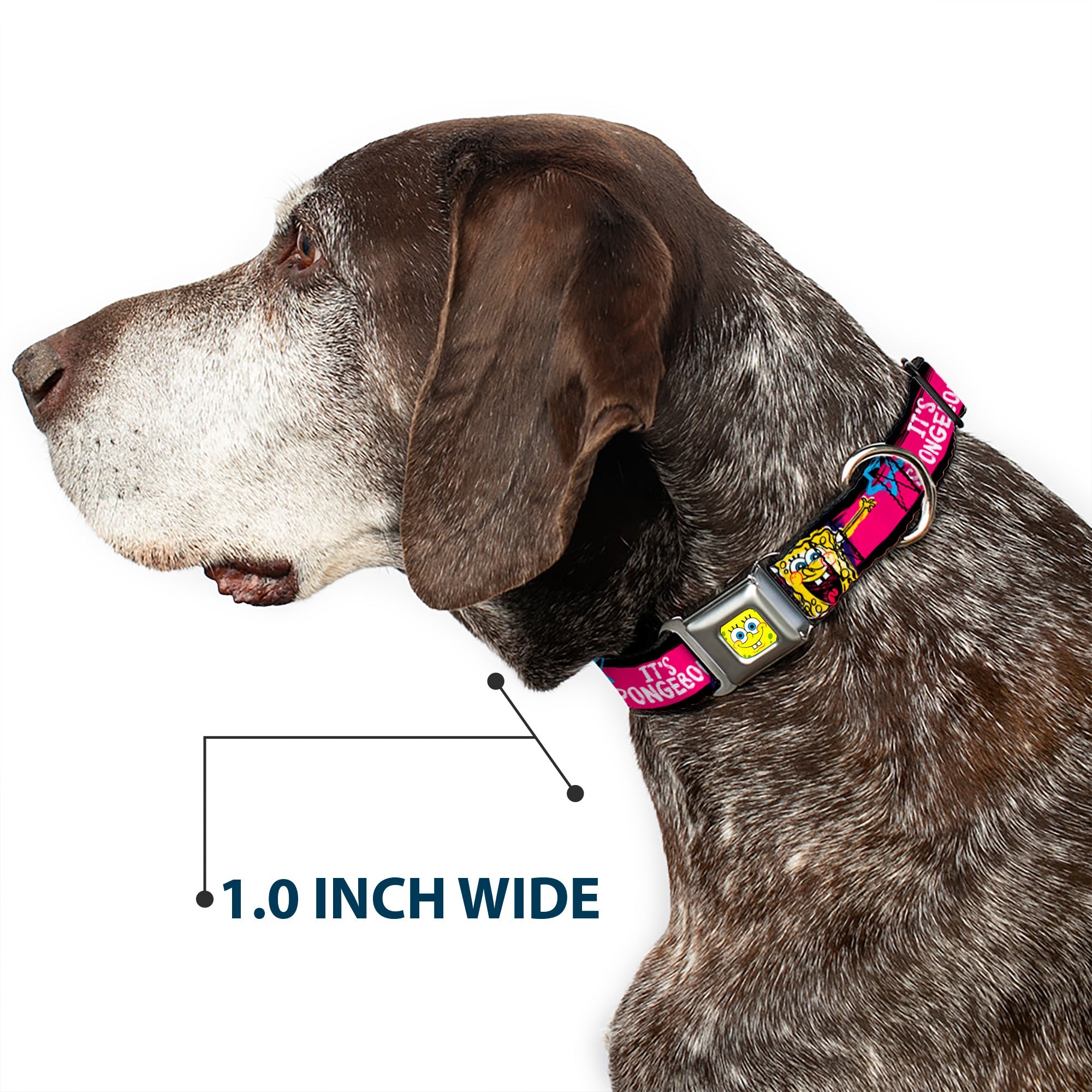 SpongeBob Face CLOSE-UP Full Color Seatbelt Buckle Collar - SpongeBob Pose ITS SPONGEBOB! Stripe Black/Pink/Blue/White