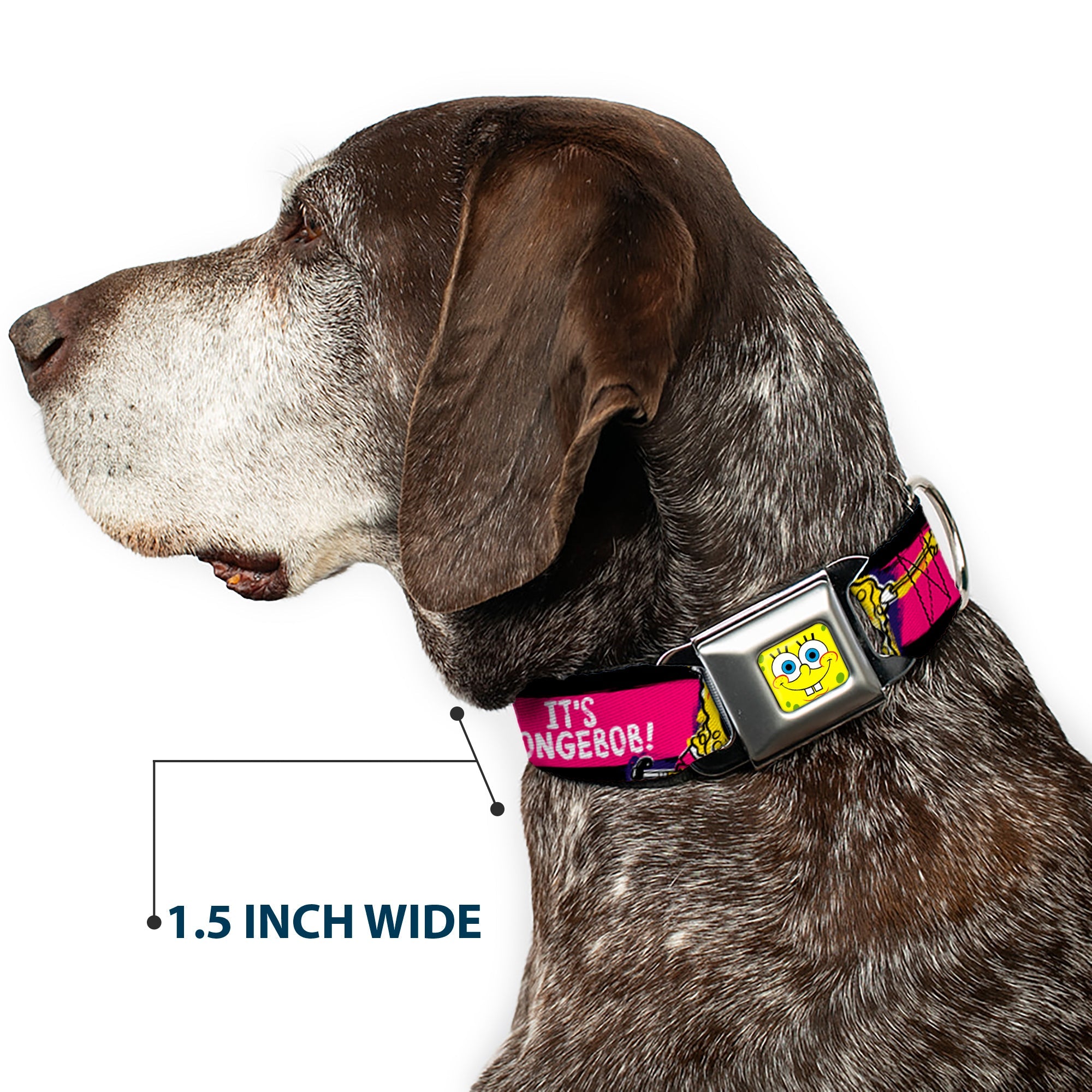SpongeBob Face CLOSE-UP Full Color Seatbelt Buckle Collar - SpongeBob Pose ITS SPONGEBOB! Stripe Black/Pink/Blue/White