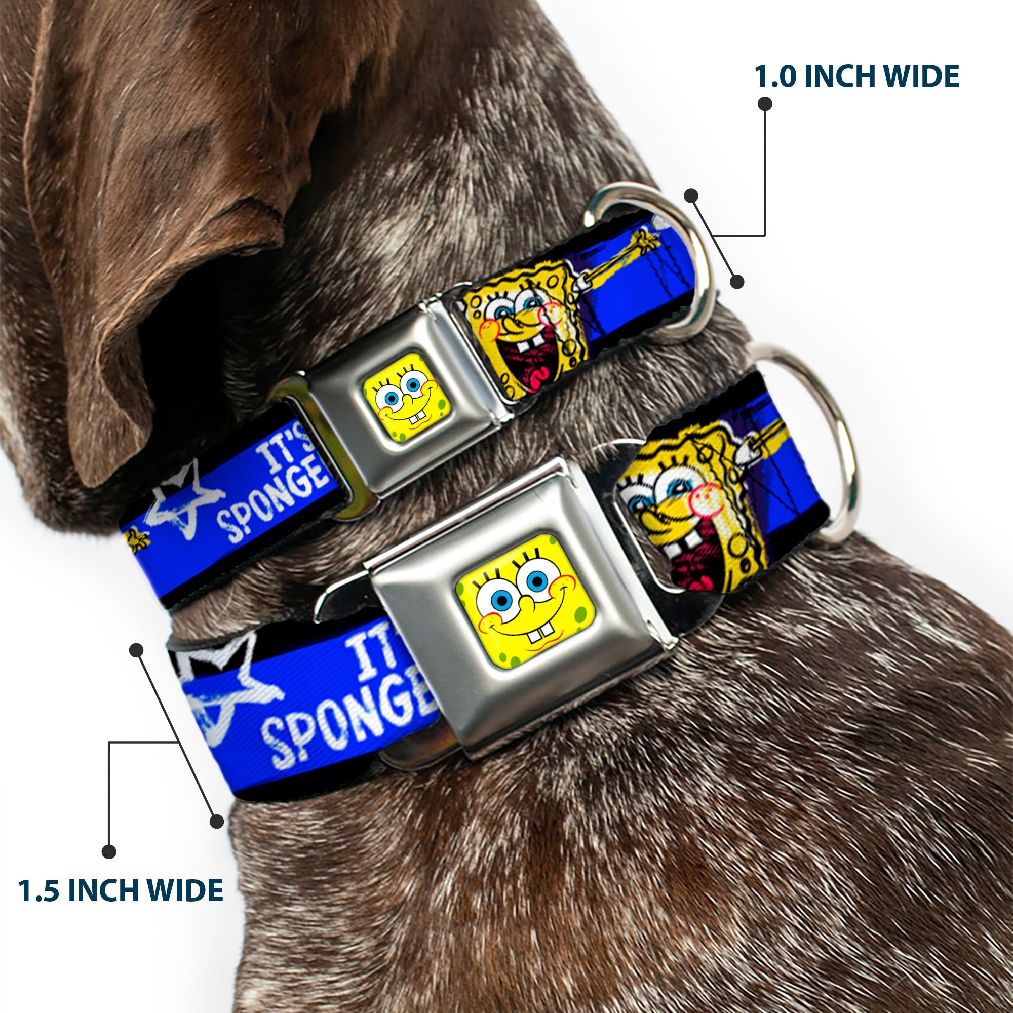 SpongeBob Face CLOSE-UP Full Color Seatbelt Buckle Collar - SpongeBob Pose ITS SPONGEBOB! Stripe Black/Blue/White