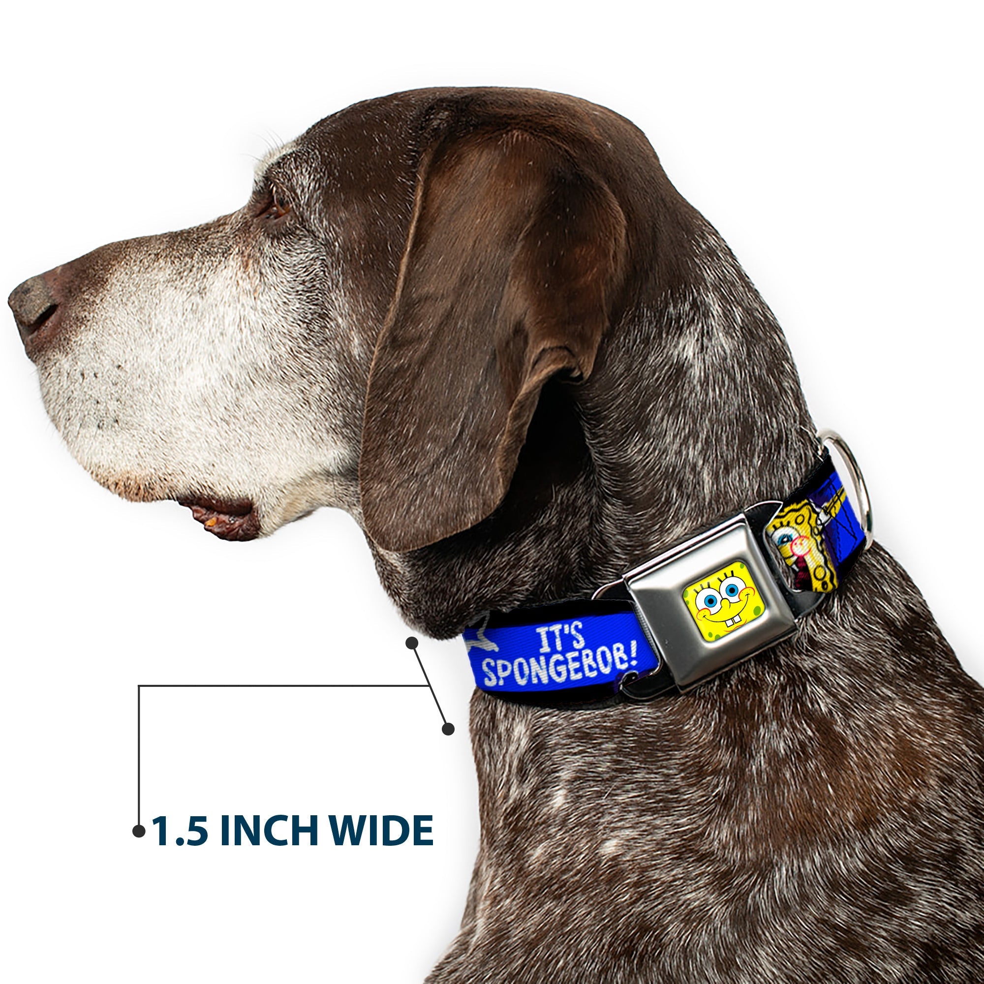 SpongeBob Face CLOSE-UP Full Color Seatbelt Buckle Collar - SpongeBob Pose ITS SPONGEBOB! Stripe Black/Blue/White