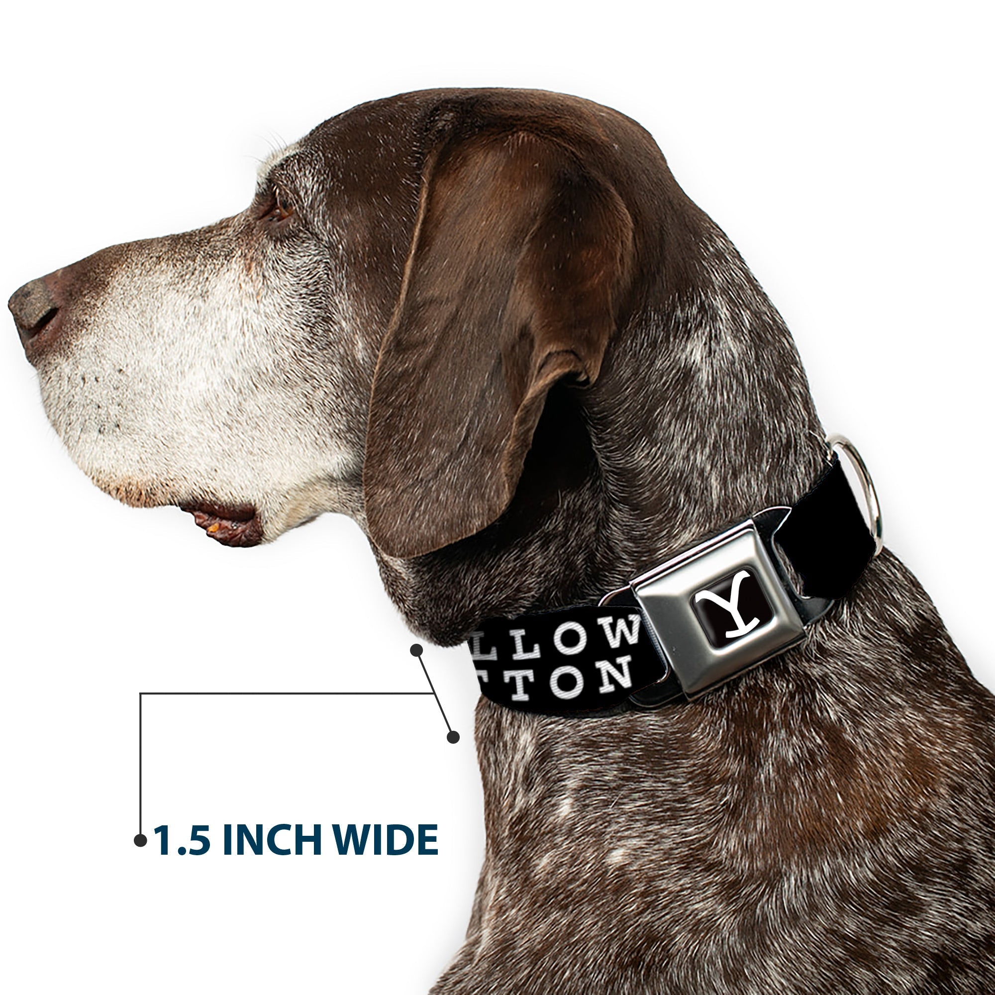 Buckle-Down Yellowstone Y Logo Full Color Black/White Seatbelt Buckle Dog Collar - Yellowstone Dutton Ranch and Logo Black/White