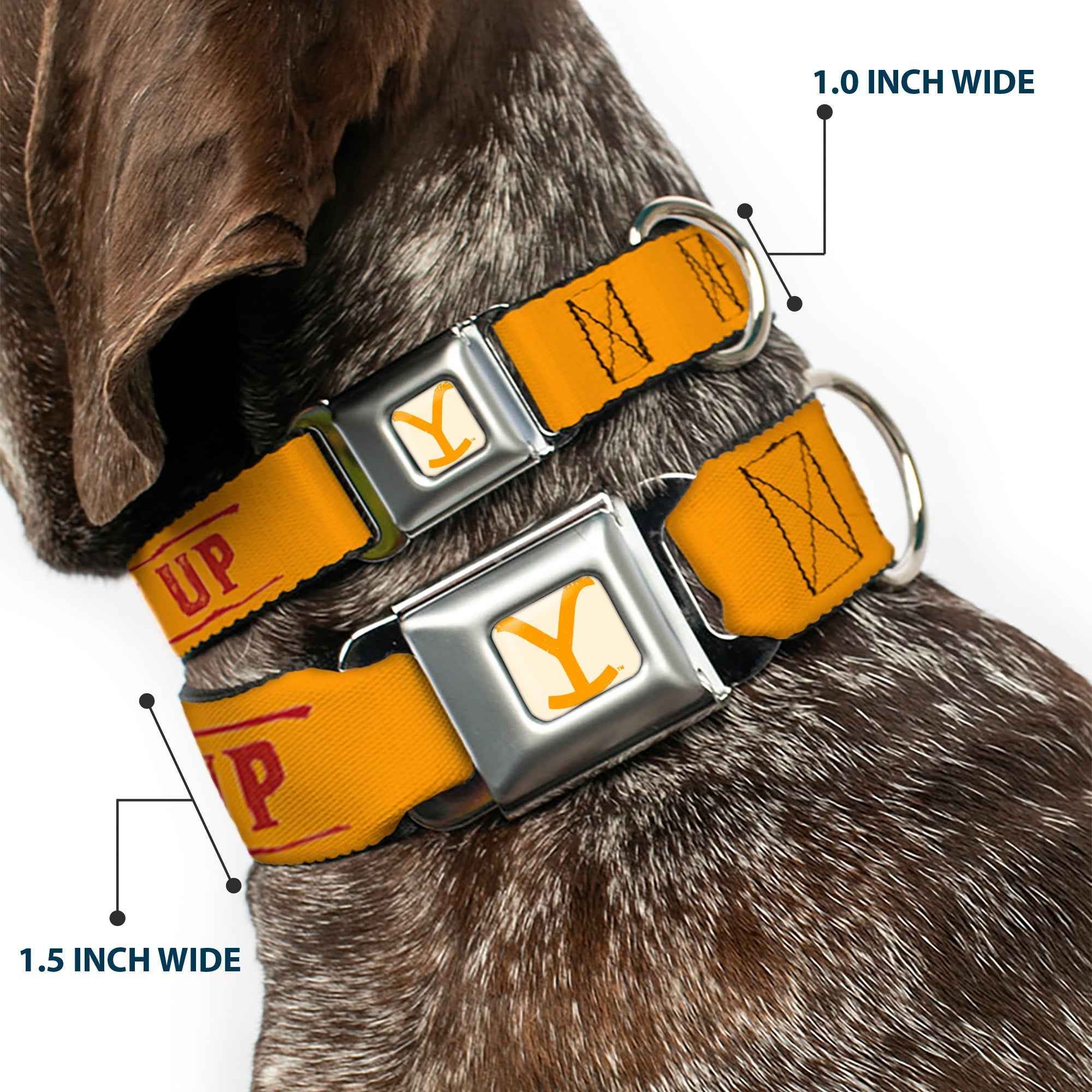 Buckle-Down Yellowstone Y Logo Weathered Full Color White/Yellow Seatbelt Buckle Dog Collar - Yellowstone Y Logo Cowboy Up Text Yellow/Red/White
