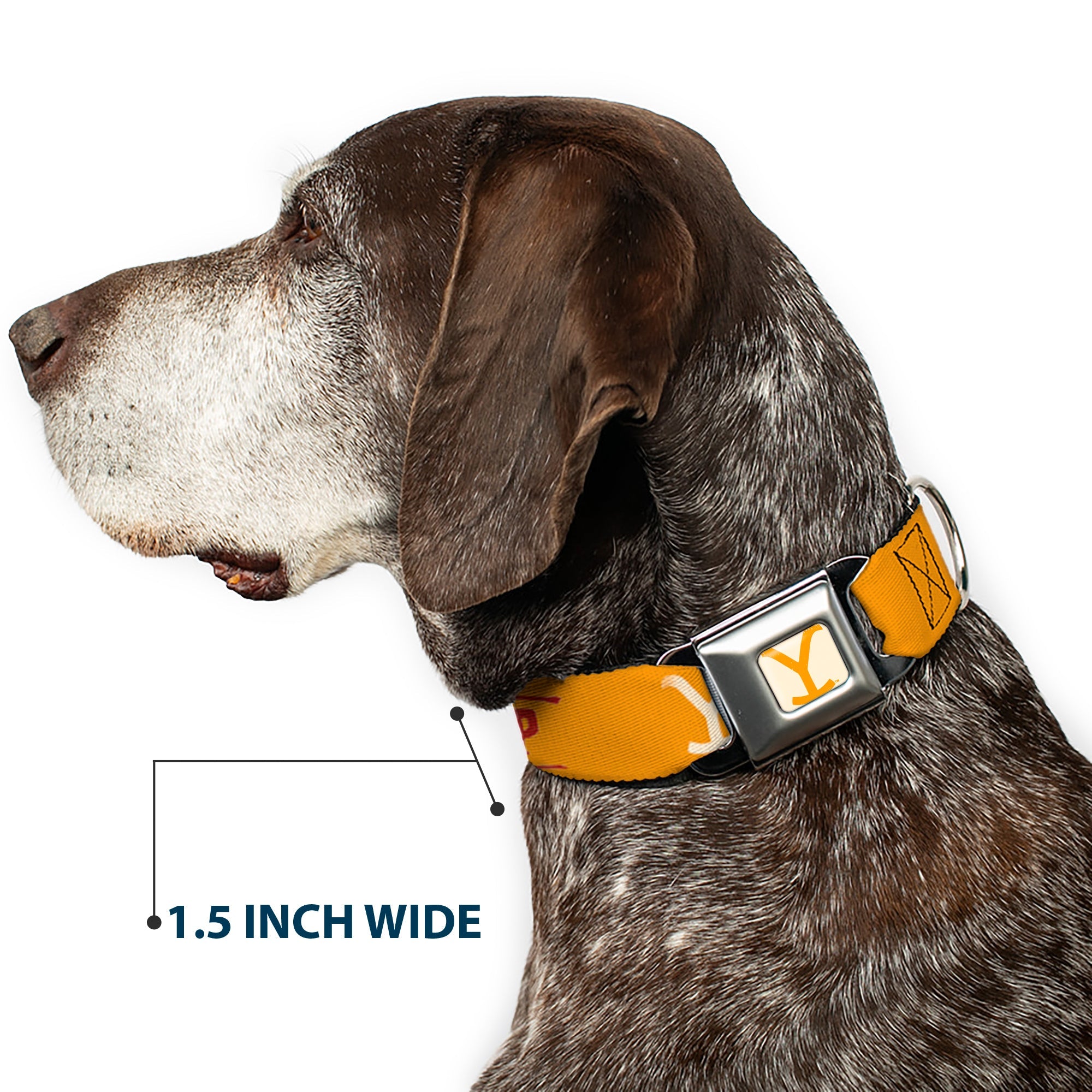 Buckle-Down Yellowstone Y Logo Weathered Full Color White/Yellow Seatbelt Buckle Dog Collar - Yellowstone Y Logo Cowboy Up Text Yellow/Red/White