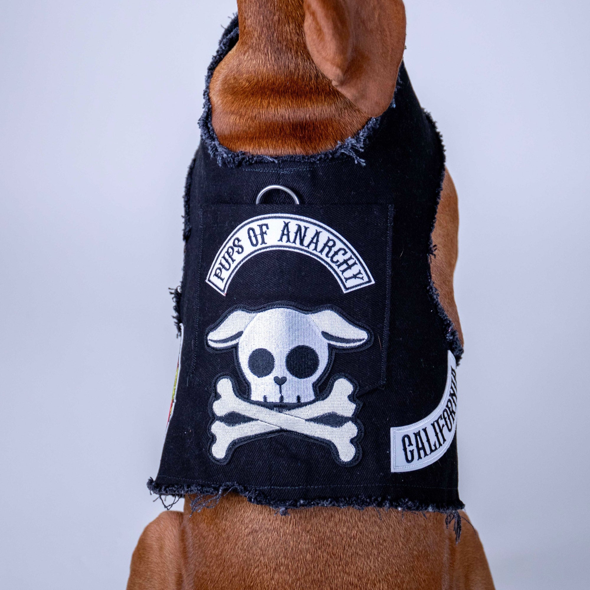 Heads or Tails Pup: Pups of Anarchy Denim Dog Harness