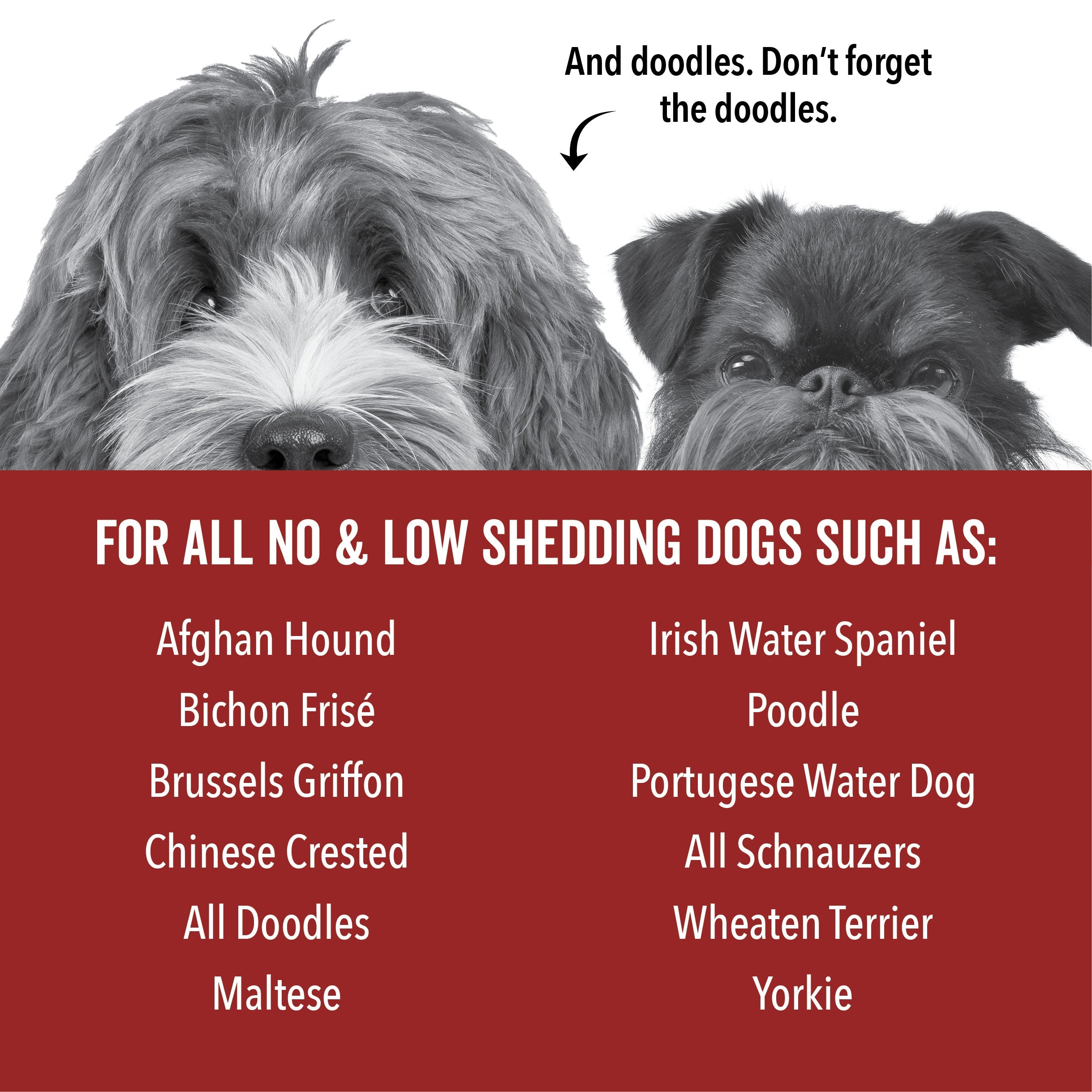 DOGDAYS Hydrating Dog Shampoo for Curly & Wavy Coats - Tear-Free, Vegan, and Hypoallergenic