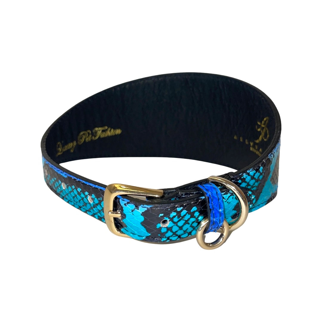 Allysa Payne Electric/Turquoise Blue & Black 3-Inch Wide Style Dog Collar