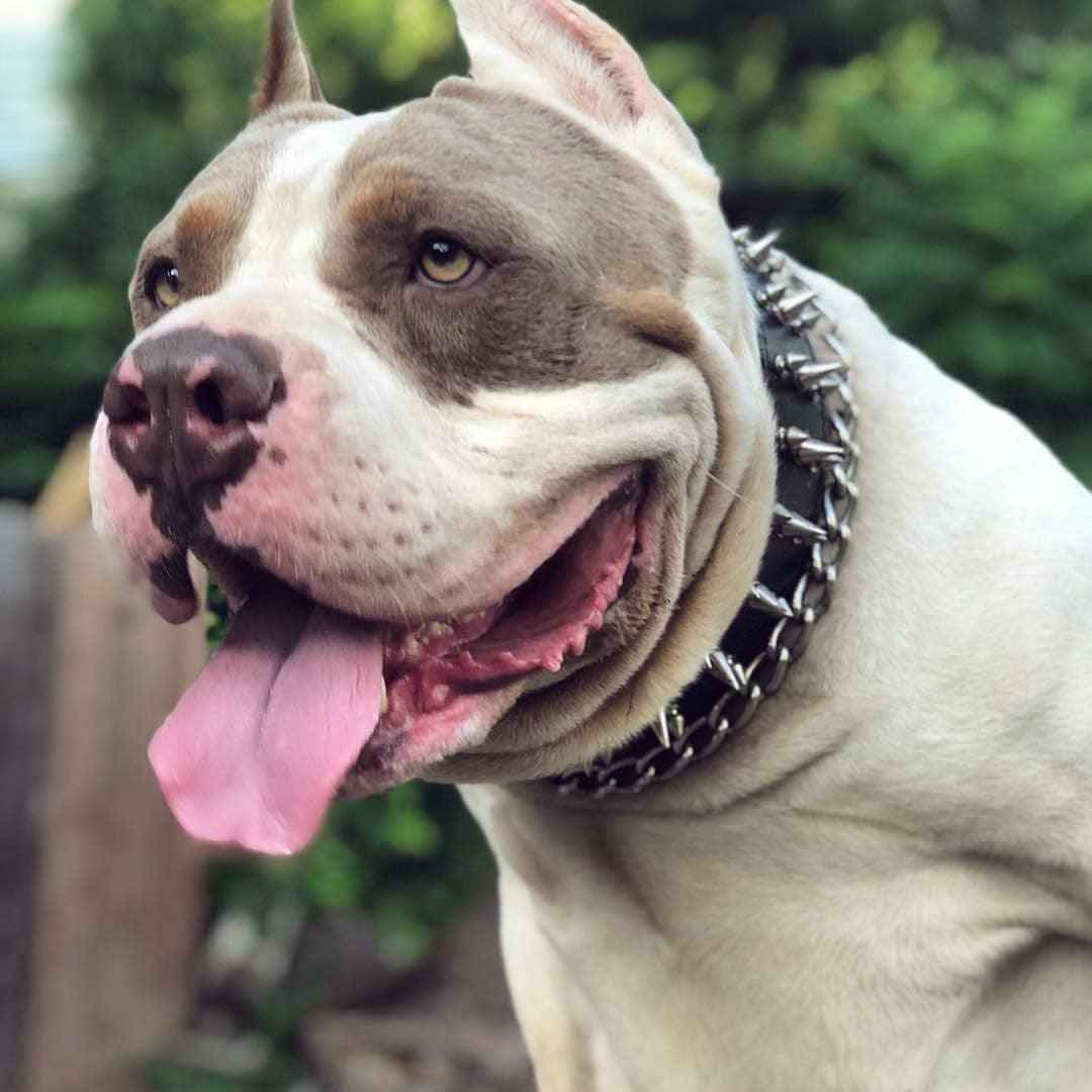 Bestia Danger Leather Dog Collar