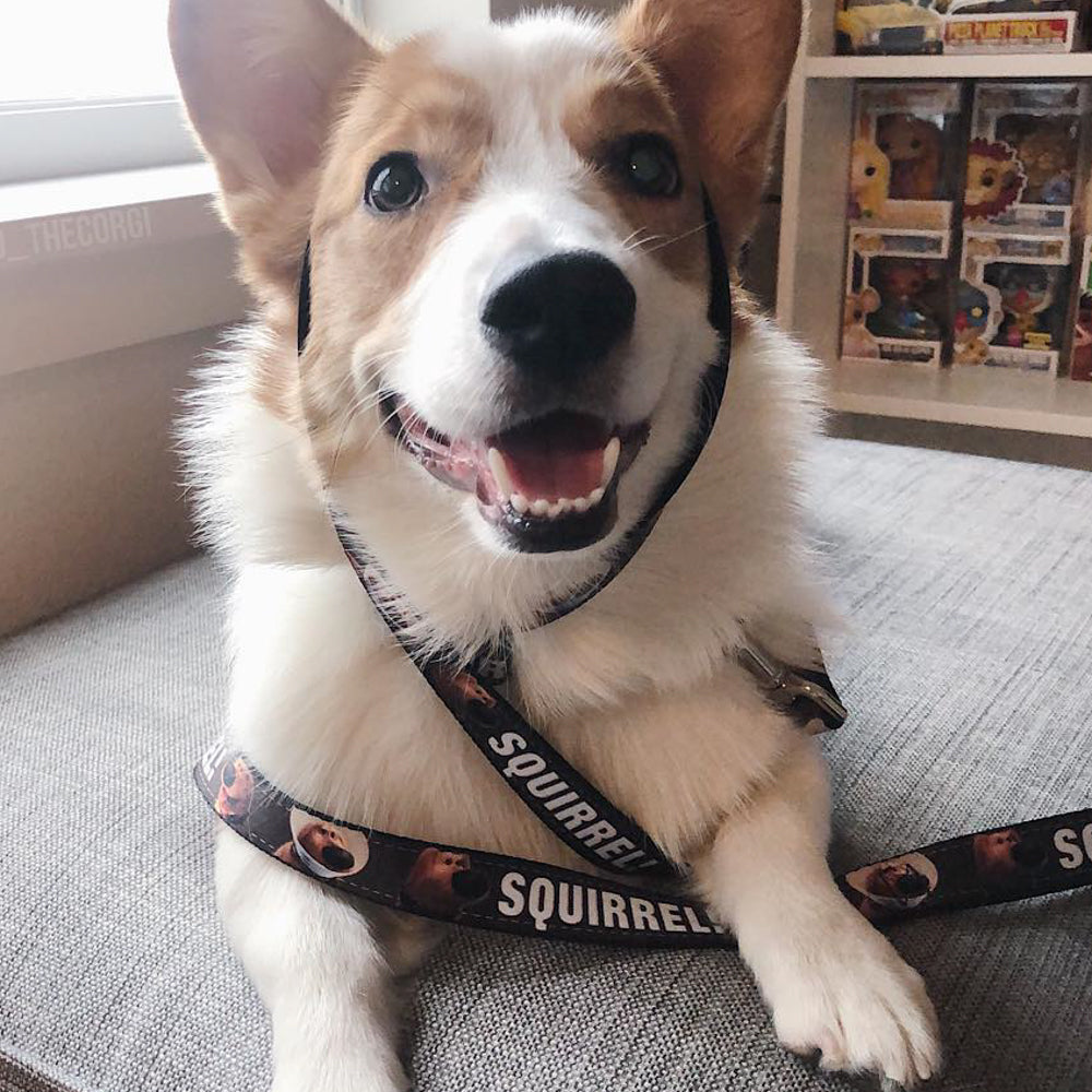 Dog Leash - Dug 3-Poses/SQUIRREL! Brown/Yellow/White