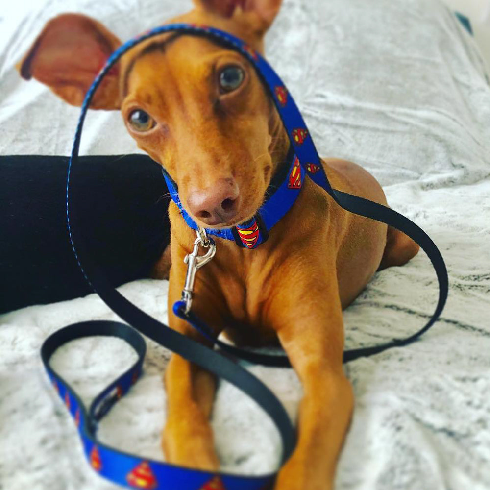 Dog Leash - Superman Shield Blue 