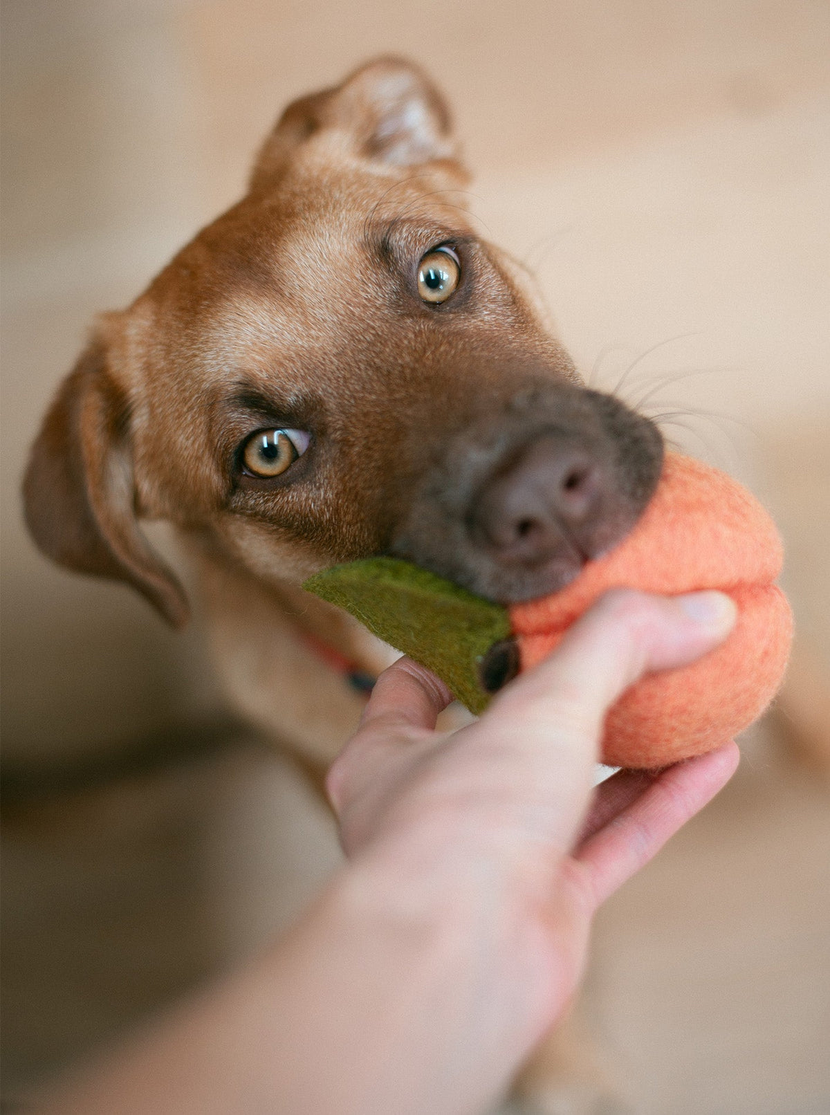 DOGGY PEACH | HT Animal Supply
