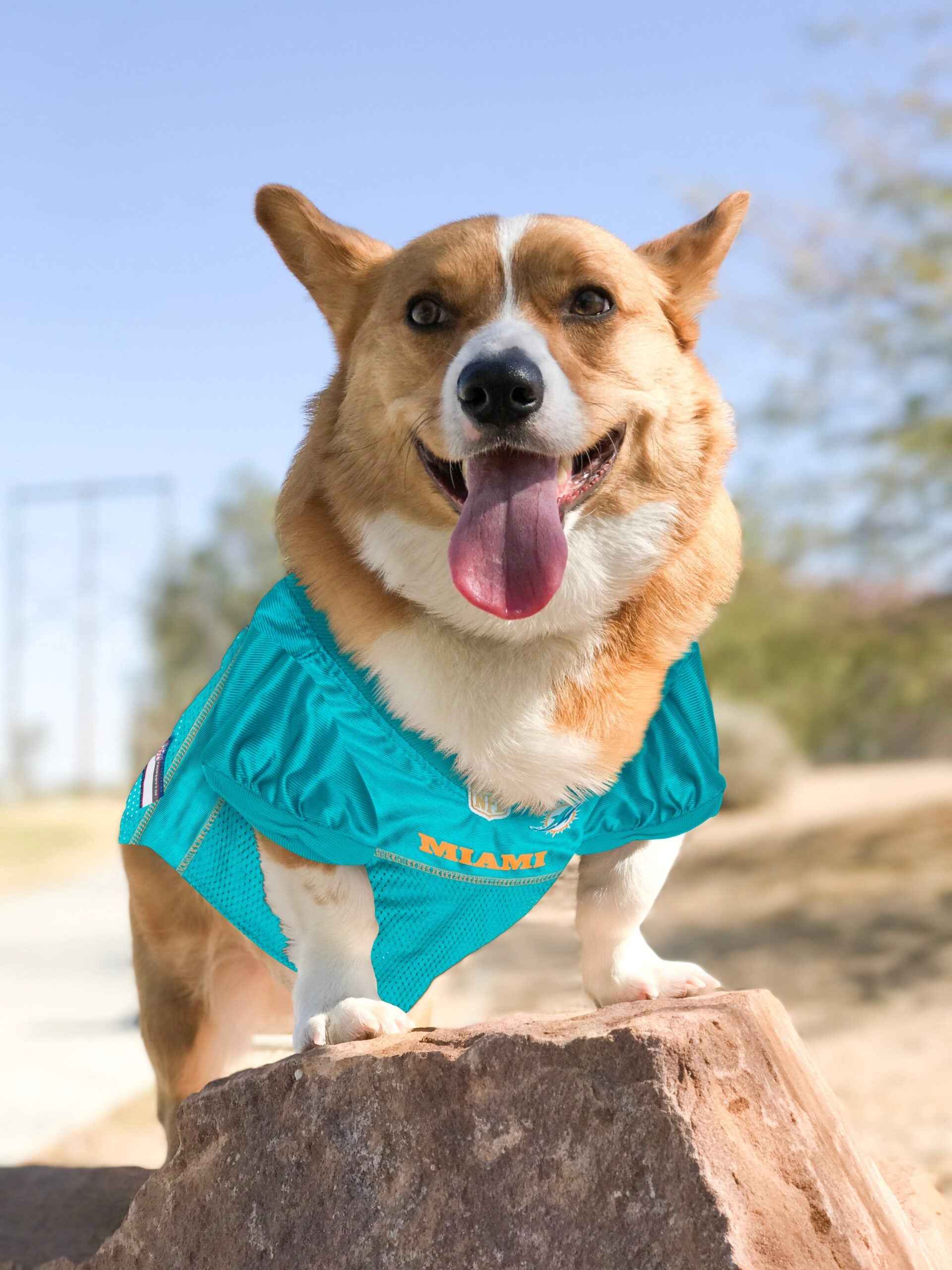 NFL Miami Dolphins Mesh Pet Jersey