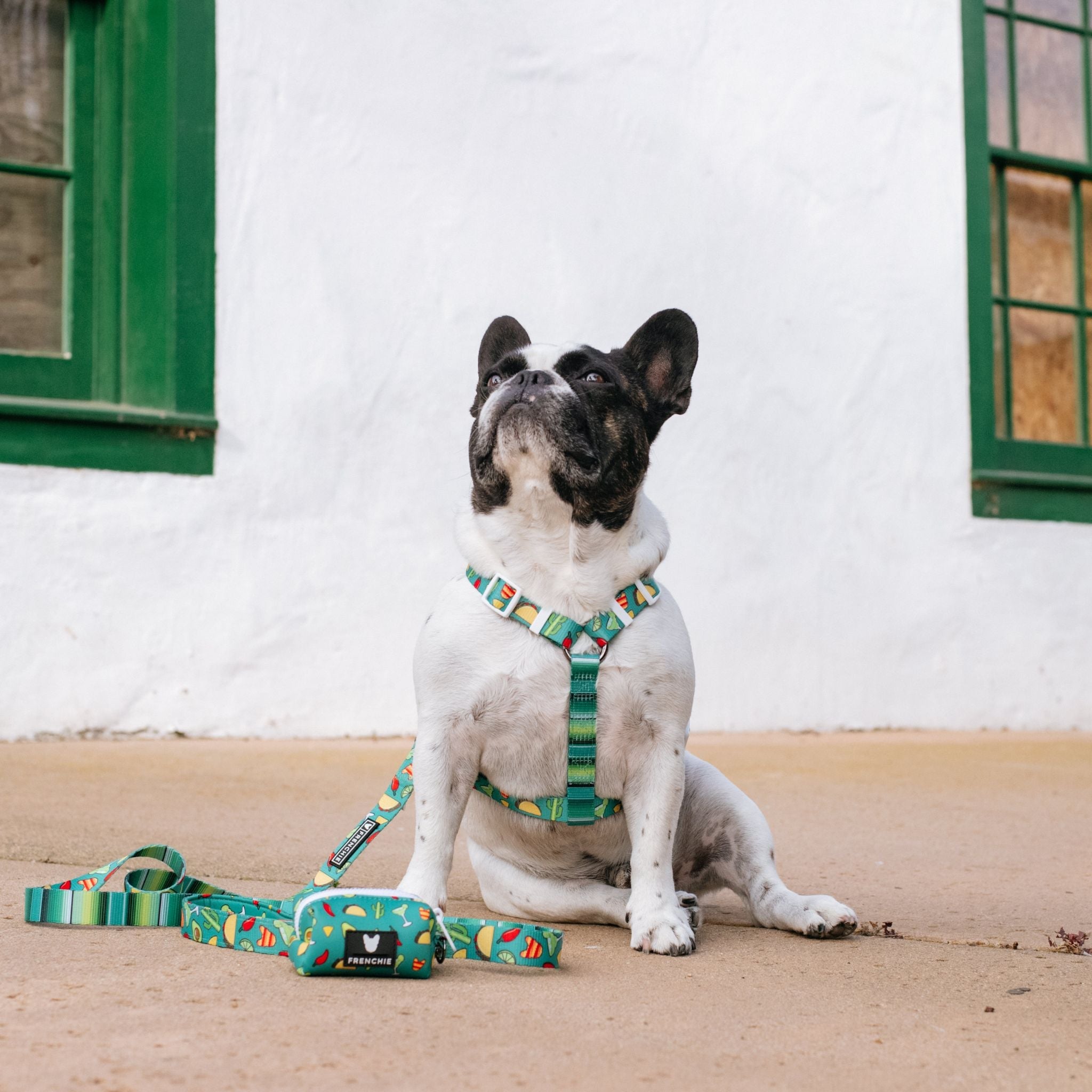 Frenchie Comfort Leash - Taco Tuesday (Green)