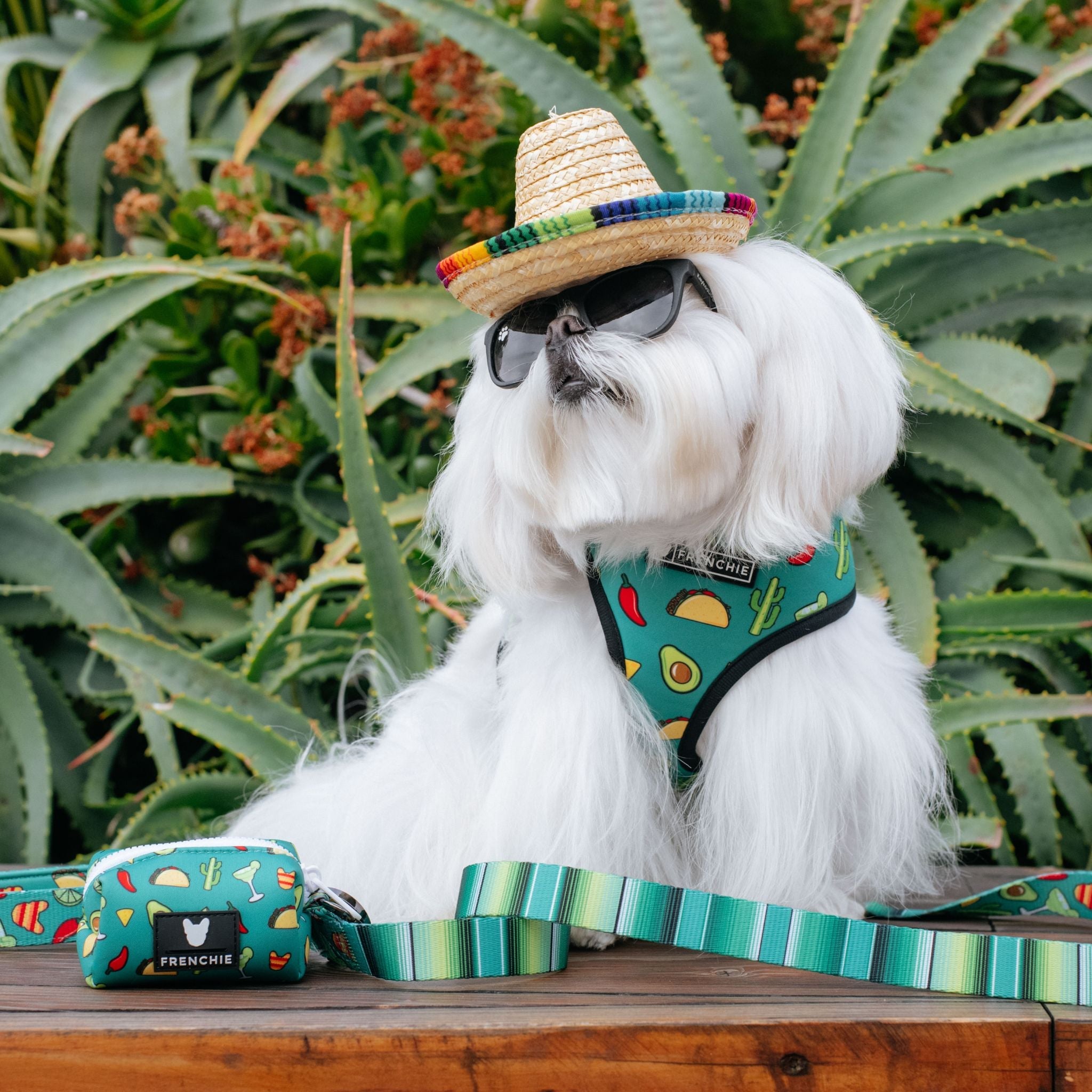 Frenchie Comfort Leash - Taco Tuesday (Green)