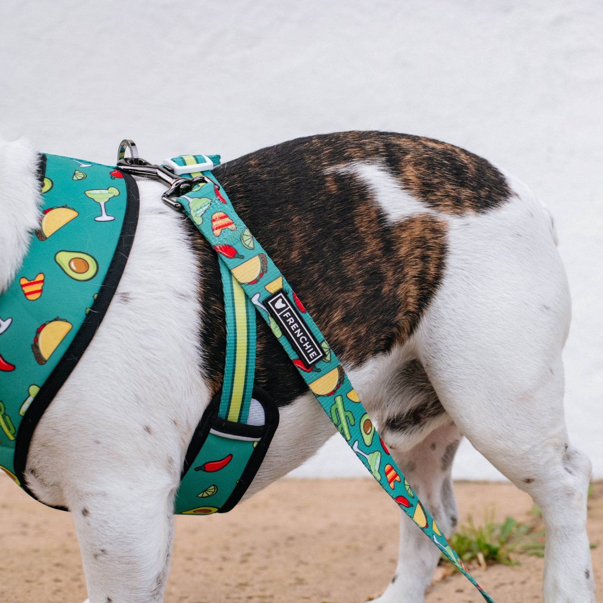 Frenchie Comfort Leash - Taco Tuesday (Green)