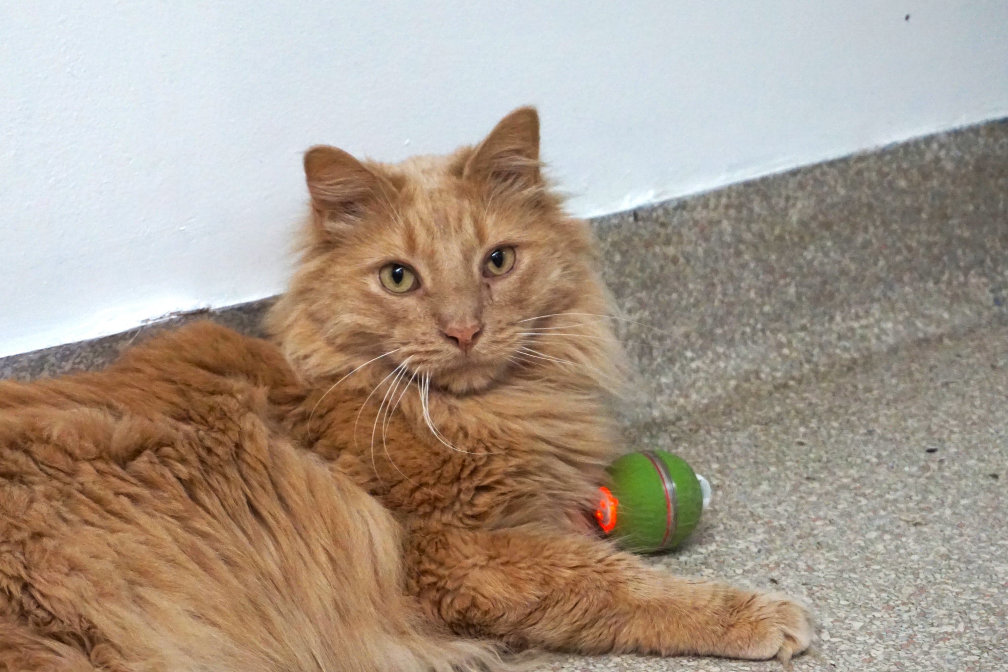 HuggleKats PlayKat Interactive Cat Toy