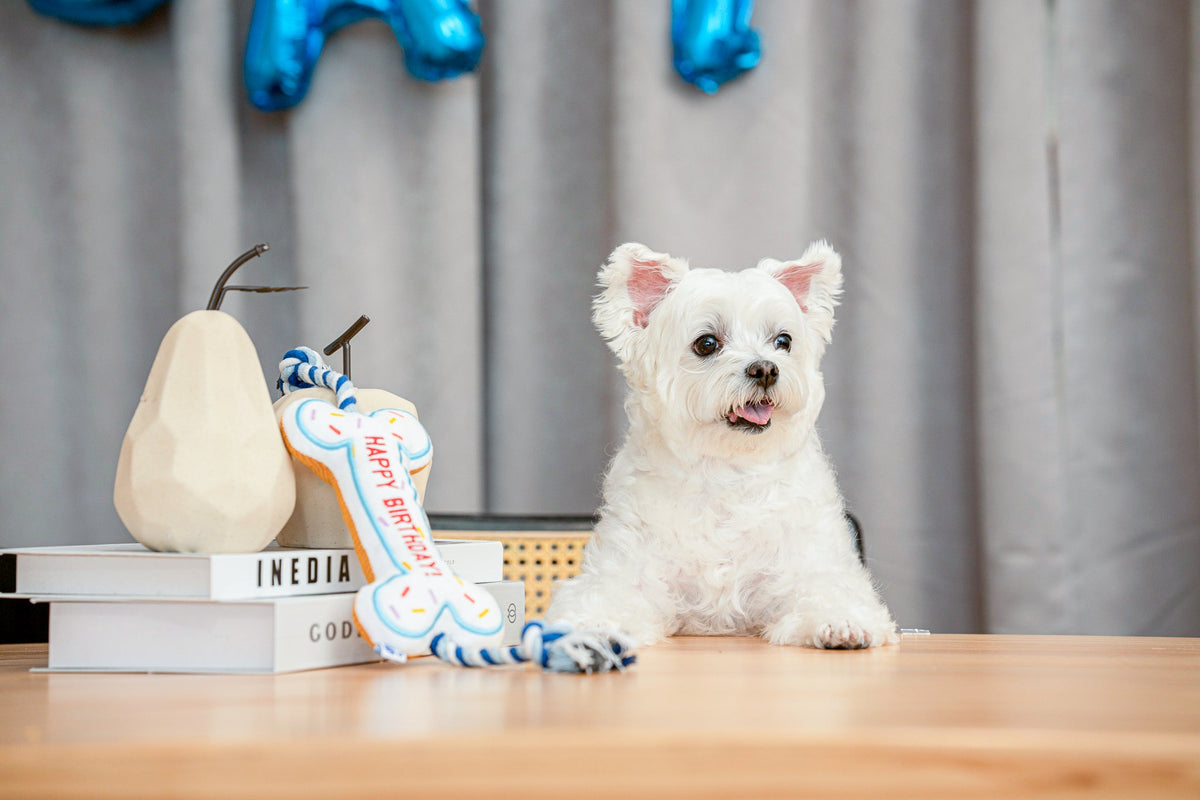 Pawty Pink Birthday Bone Interactive Dog Toy