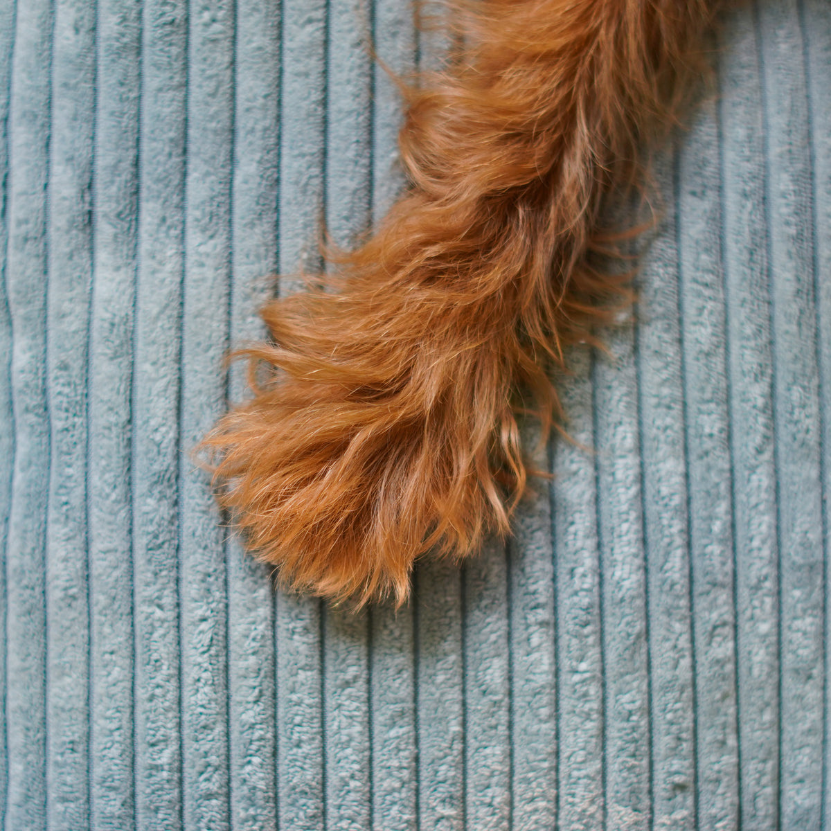 Memory Foam Dog Bed