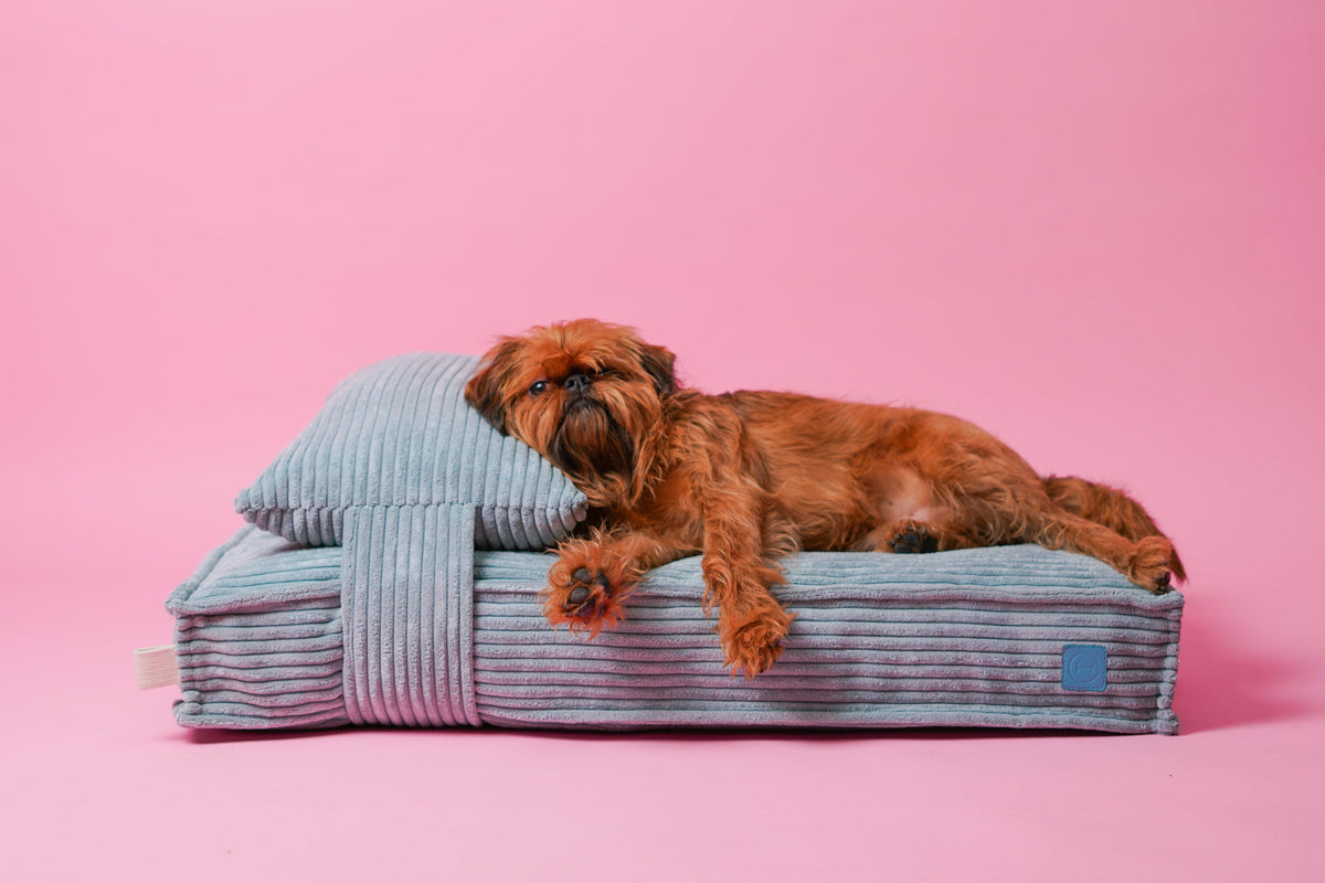 Memory Foam Dog Bed