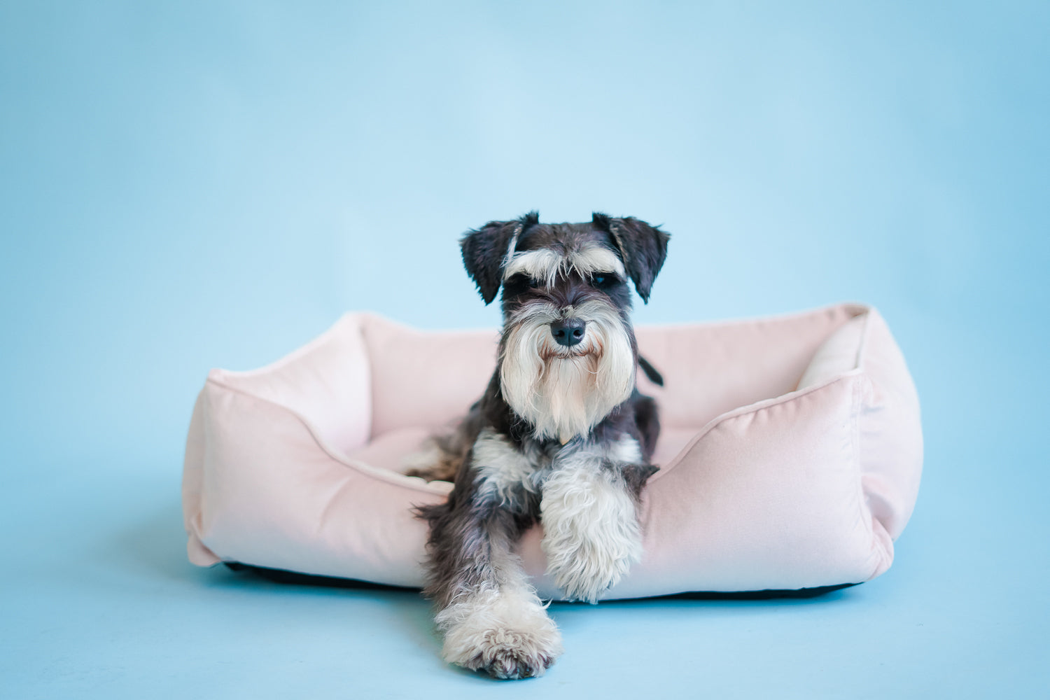 Velvet Dog Bed Dreamer