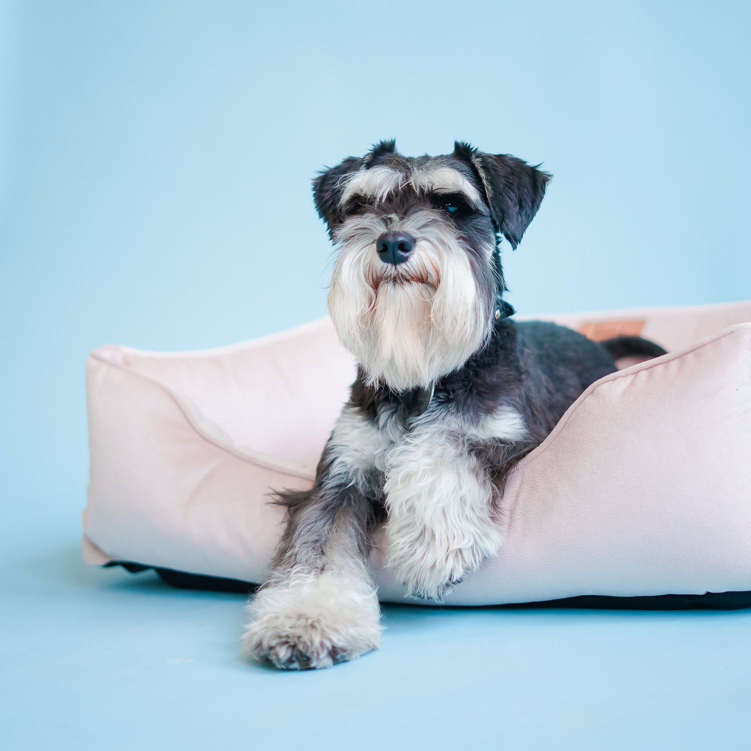 Velvet Dog Bed Dreamer