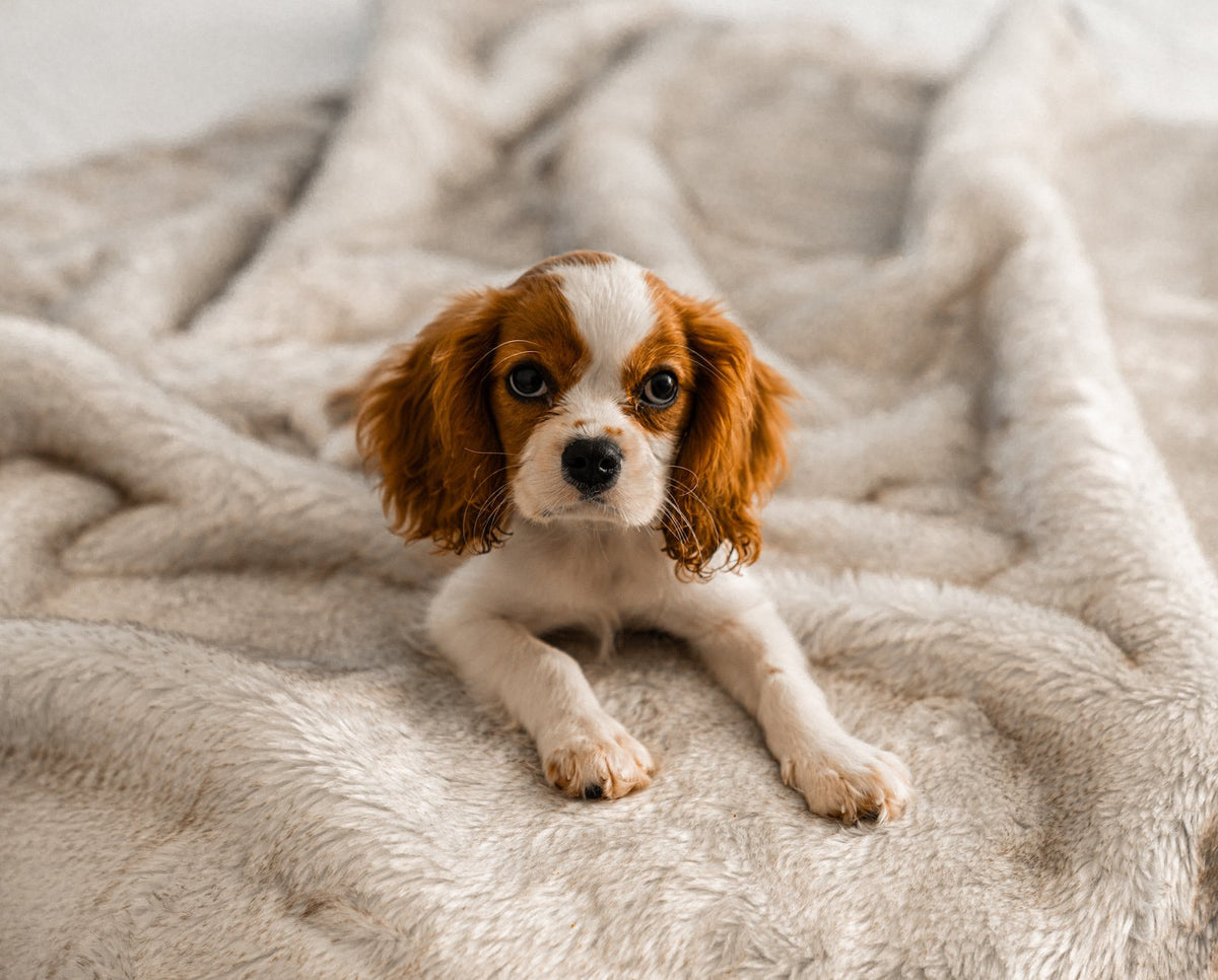 PupProtector Short Fur Waterproof Throw Blanket White with Brown Accents