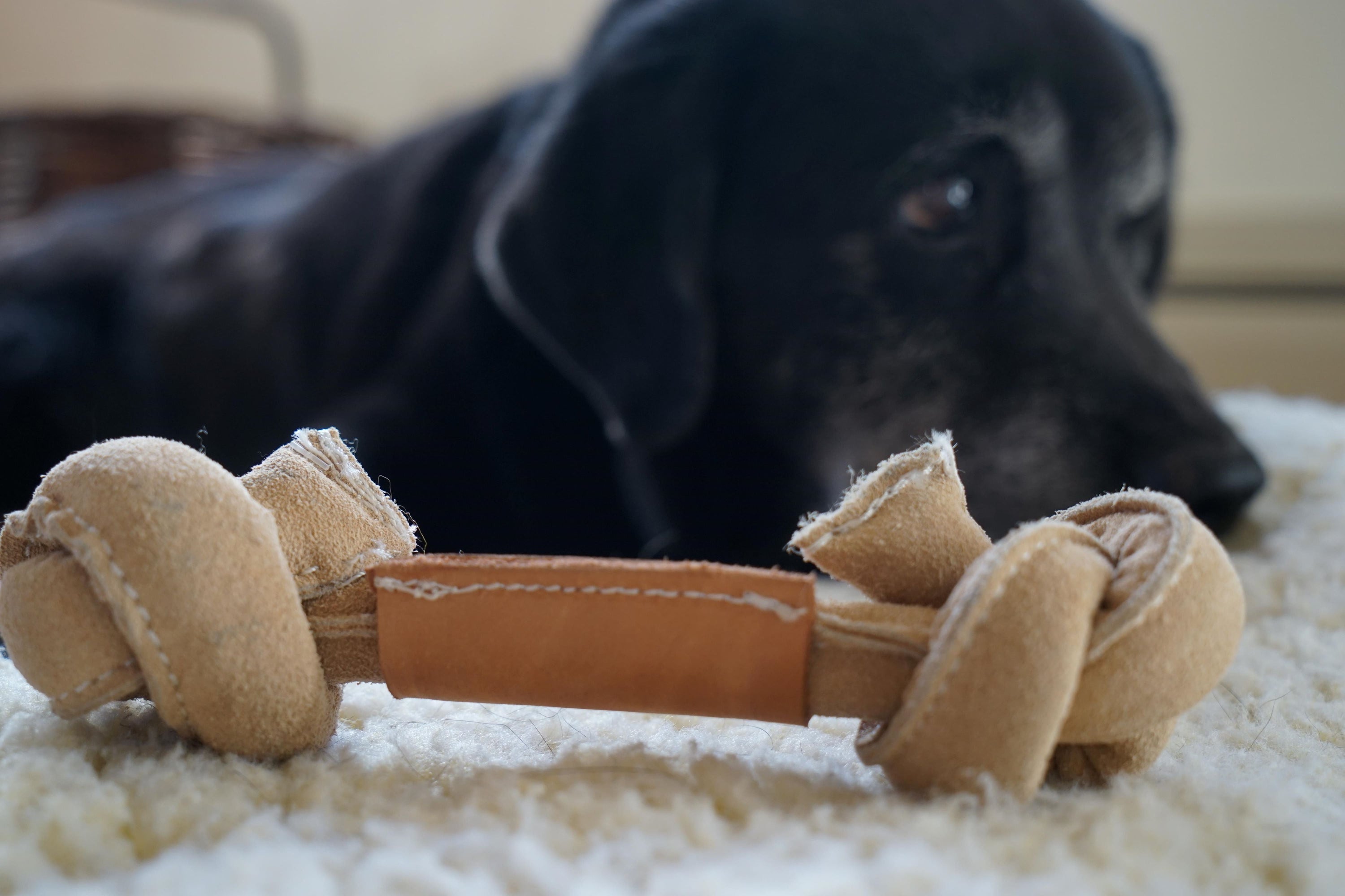 Huggle-Hide Natural Leather Bone Dog Toy, 3 Pack